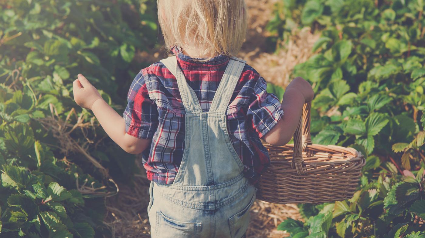arboretum, backyard, bloom, blooming, botanical, botany, boy, country, countryside, cultivate, cultivating, field, flora,... arboretum, backyard, bloom, blooming, botanical, botany, boy, country, countryside, cultivate, cultivating, field, flora,...