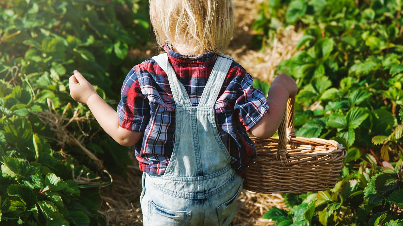 Kid in strawberry farm Kid in strawberry farm
