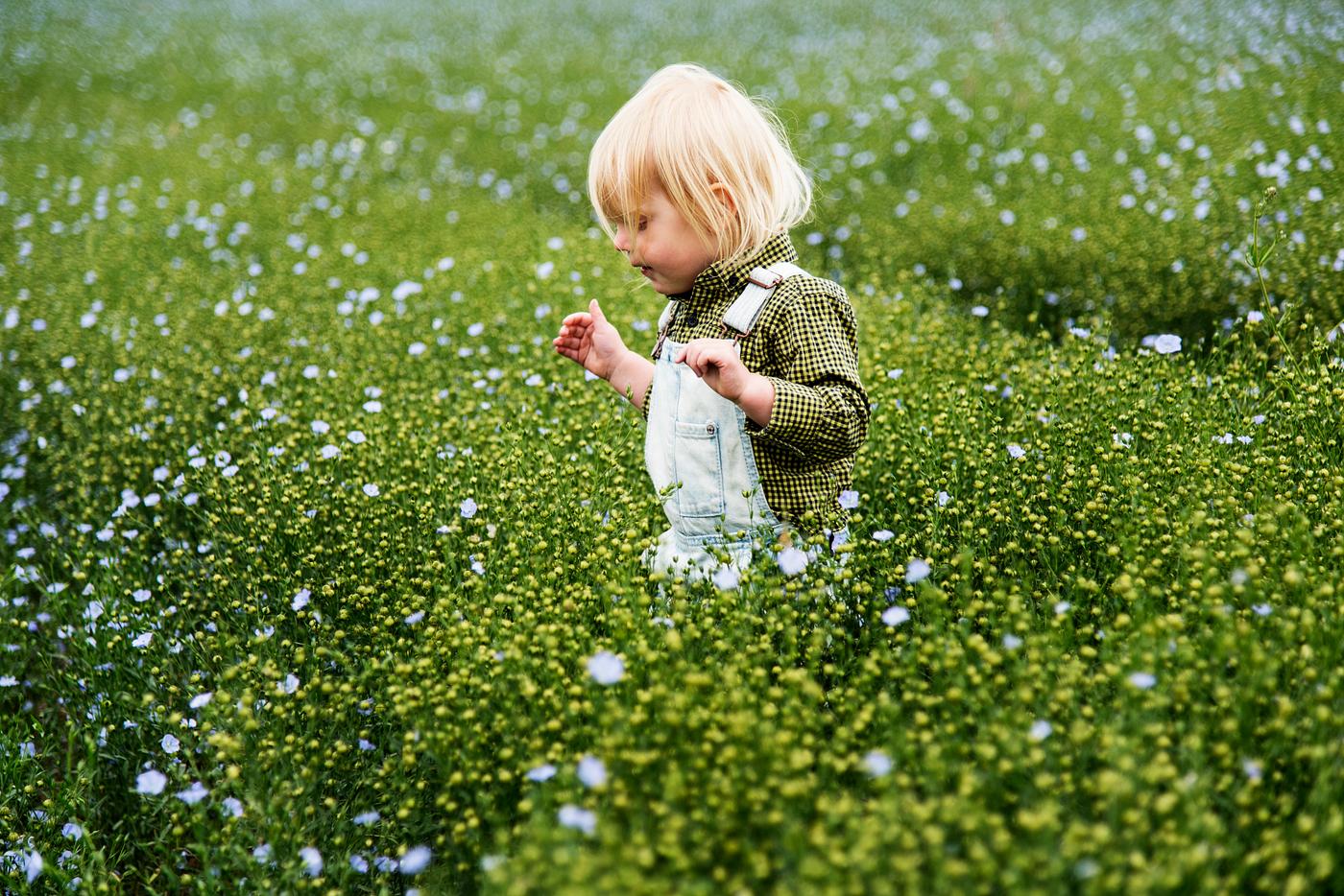 Kid in flower field - field, plant, alone, backyard, bloom, blooming, blue, botanical, botany, boy, cheerful, child,... Kid in flower field - field, plant, alone, backyard, bloom, blooming, blue, botanical, botany, boy, cheerful, child,...