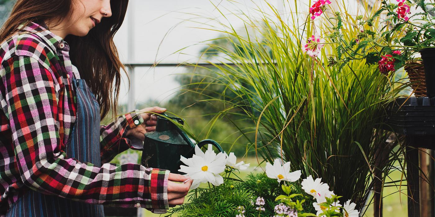 arboretum, backyard, bloom, blooming, botanical, botany, country, countryside, cultivate, cultivating, flora, garden,... arboretum, backyard, bloom, blooming, botanical, botany, country, countryside, cultivate, cultivating, flora, garden,...