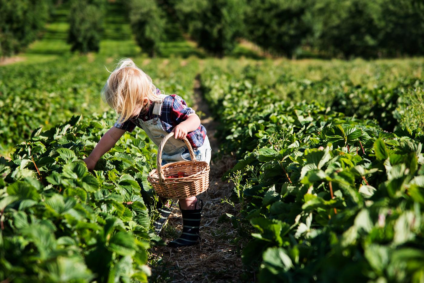 Kid in strawberry farm - pick, vegetable, alone, backyard, botany, boy, child, children, countryside, cultivate, farm, field... Kid in strawberry farm - pick, vegetable, alone, backyard, botany, boy, child, children, countryside, cultivate, farm, field...