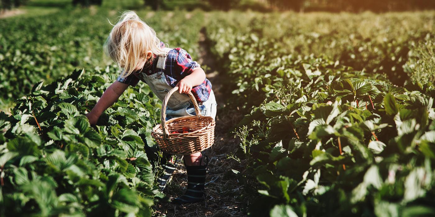 arboretum, backyard, bloom, blooming, botanical, botany, boy, child, country, countryside, cultivate, cultivating, field,... arboretum, backyard, bloom, blooming, botanical, botany, boy, child, country, countryside, cultivate, cultivating, field,...