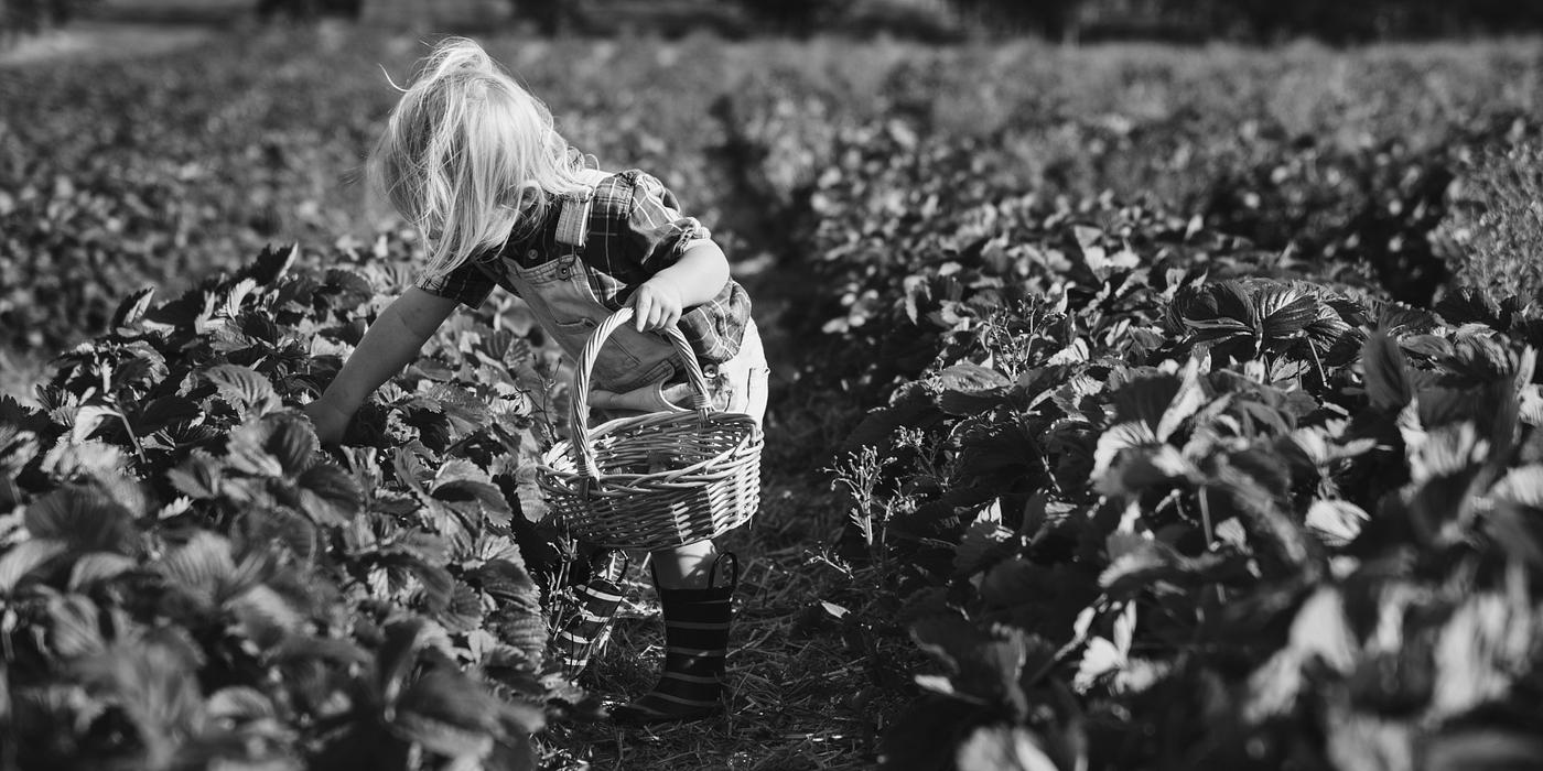 arboretum, backyard, bloom, blooming, botanical, botany, boy, child, country, countryside, cultivate, cultivating, field,... arboretum, backyard, bloom, blooming, botanical, botany, boy, child, country, countryside, cultivate, cultivating, field,...