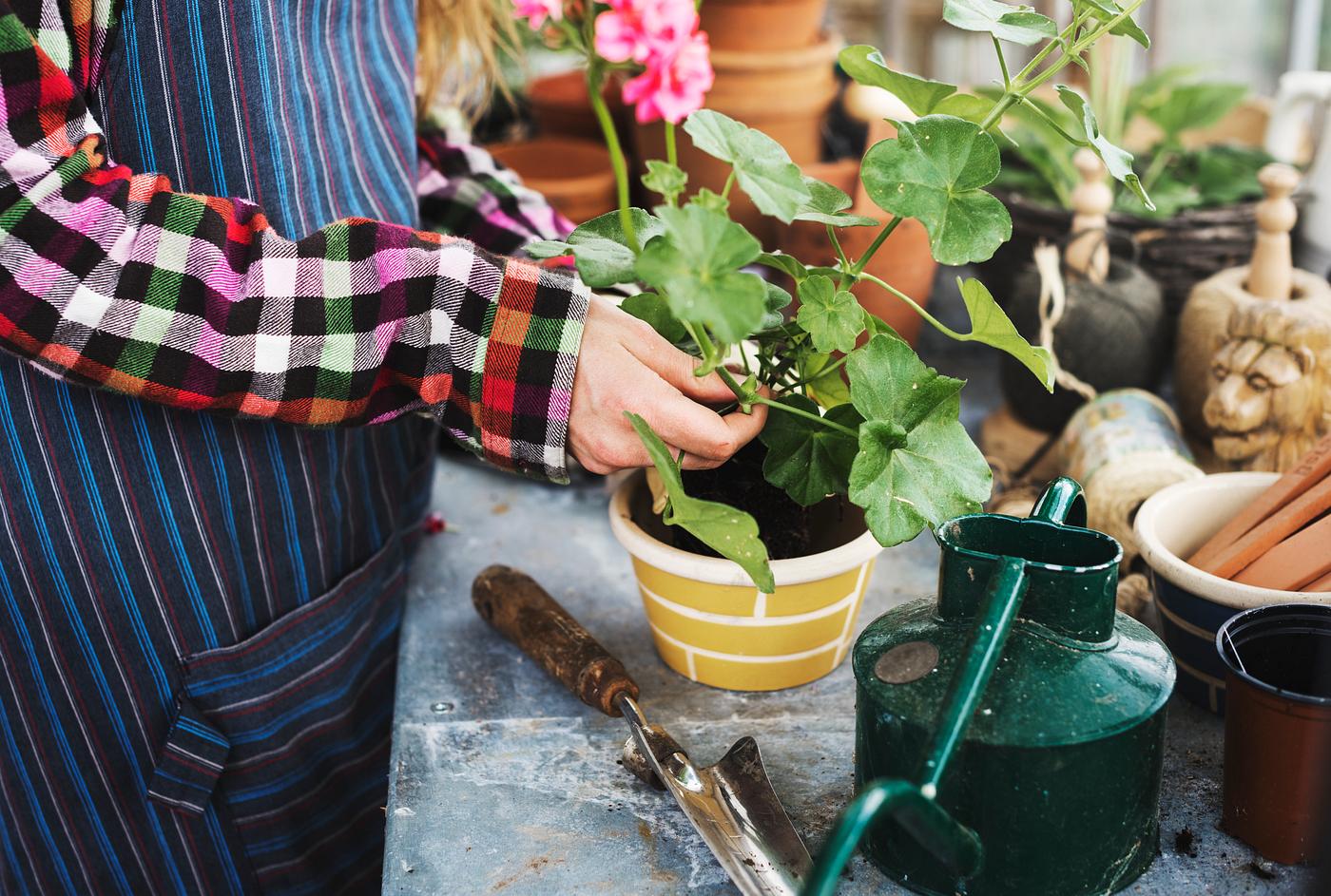 countryside, gardener, arboretum, backyard, bloom, blooming, botanical, botany, country, cultivate, cultivating, flora,... countryside, gardener, arboretum, backyard, bloom, blooming, botanical, botany, country, cultivate, cultivating, flora,...