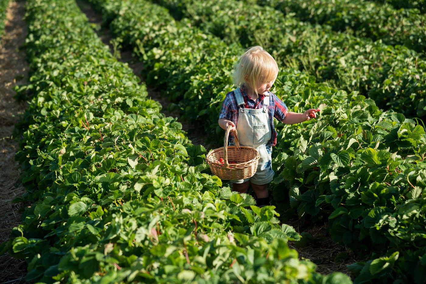 arboretum, backyard, bloom, blooming, botanical, botany, boy, child, country, countryside, cultivate, cultivating, field,... arboretum, backyard, bloom, blooming, botanical, botany, boy, child, country, countryside, cultivate, cultivating, field,...