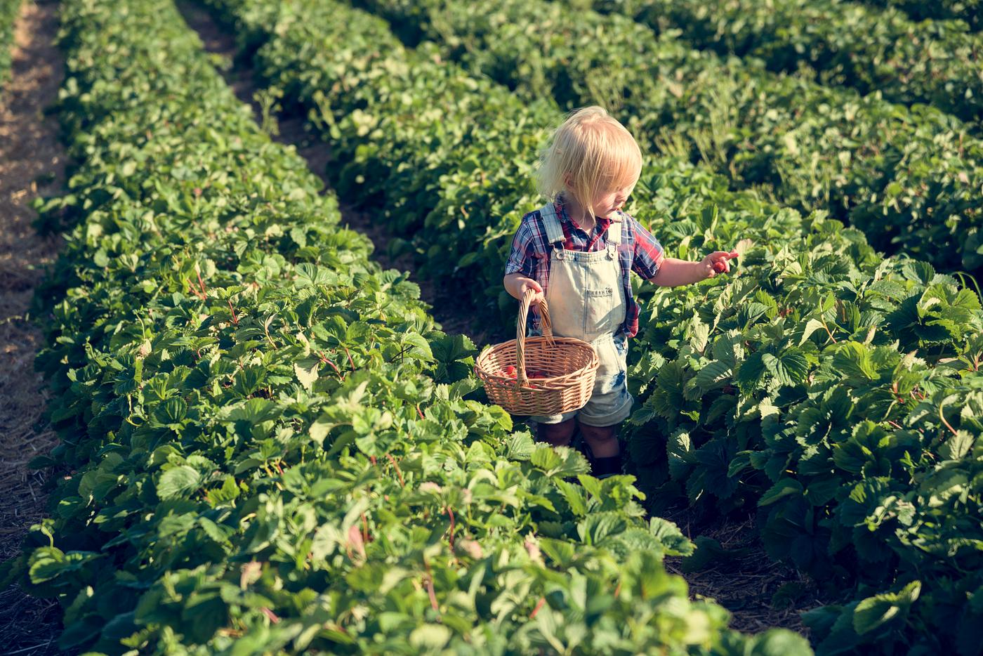 arboretum, backyard, bloom, blooming, botanical, botany, boy, child, country, countryside, cultivate, cultivating, field,... arboretum, backyard, bloom, blooming, botanical, botany, boy, child, country, countryside, cultivate, cultivating, field,...