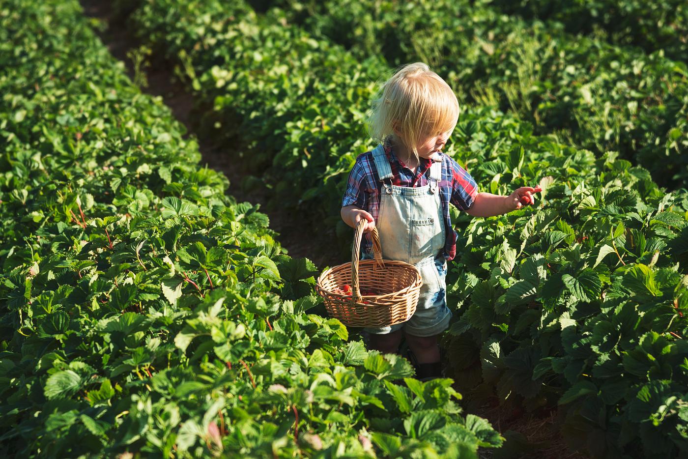 Kid in strawberry farm Kid in strawberry farm