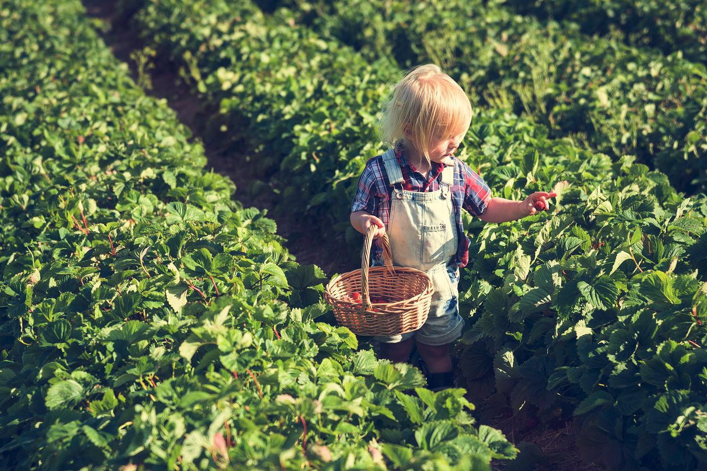 arboretum, backyard, bloom, blooming, botanical, botany, boy, country, countryside, cultivate, cultivating, field, flora,... arboretum, backyard, bloom, blooming, botanical, botany, boy, country, countryside, cultivate, cultivating, field, flora,...