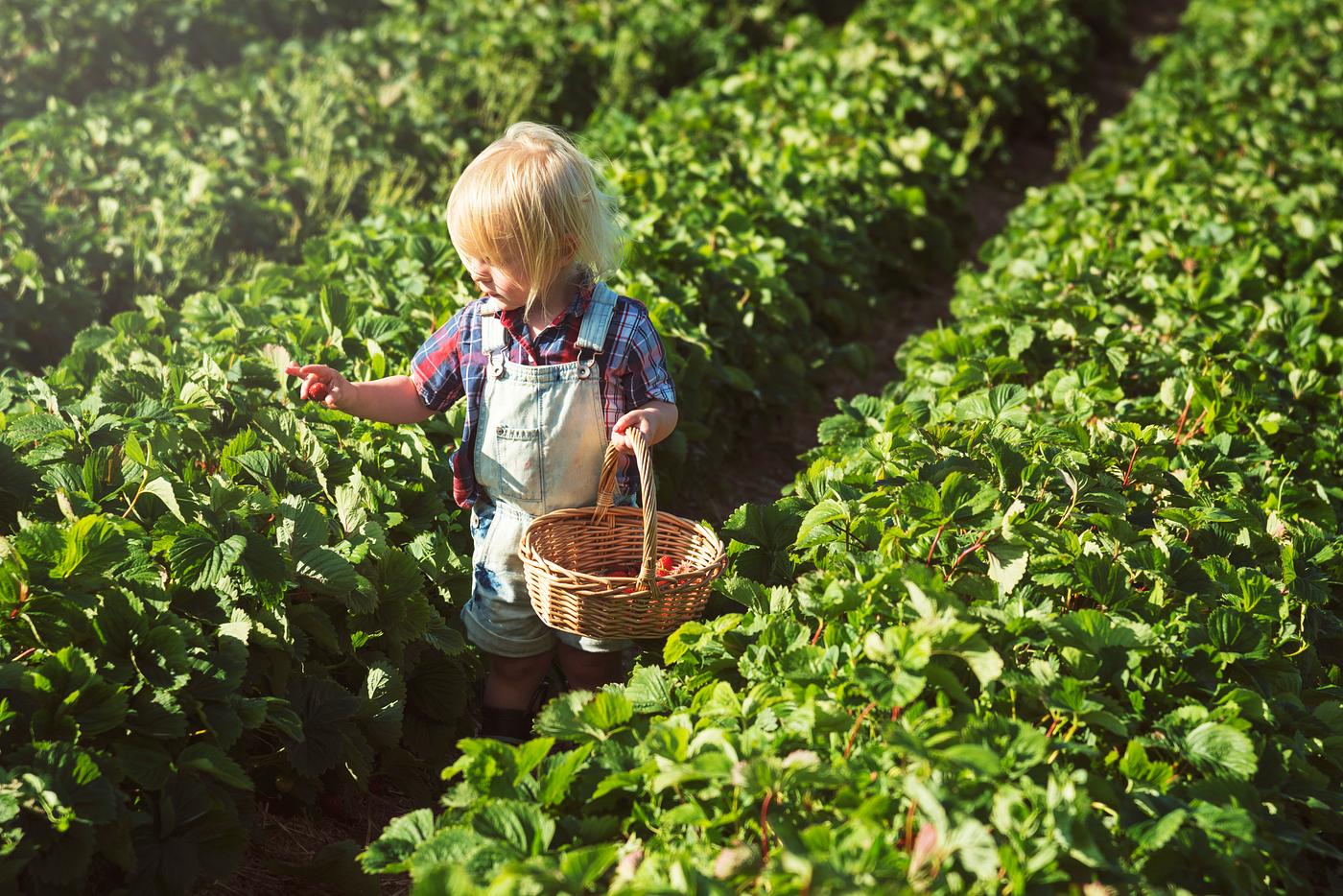 Kid in strawberry farm Kid in strawberry farm