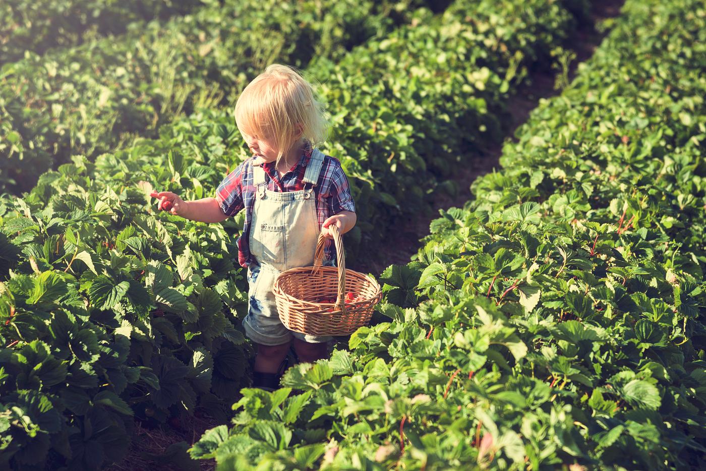 arboretum, backyard, bloom, blooming, botanical, botany, boy, country, countryside, cultivate, cultivating, field, flora,... arboretum, backyard, bloom, blooming, botanical, botany, boy, country, countryside, cultivate, cultivating, field, flora,...