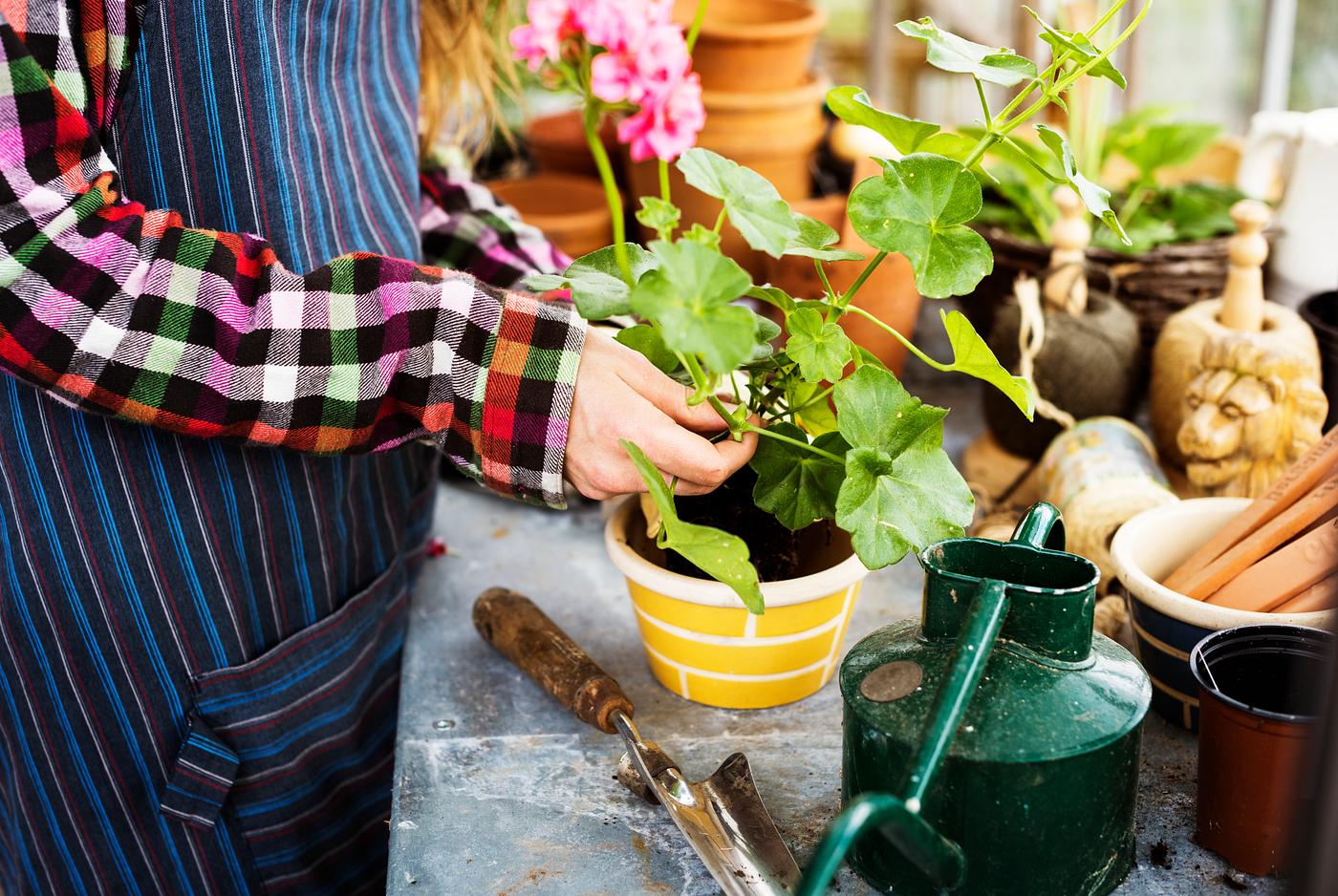 agriculture, arboretum, backyard, bloom, botanical, botany, cultivate, cultivated, cultivating, cultivation, ecology,... agriculture, arboretum, backyard, bloom, botanical, botany, cultivate, cultivated, cultivating, cultivation, ecology,...