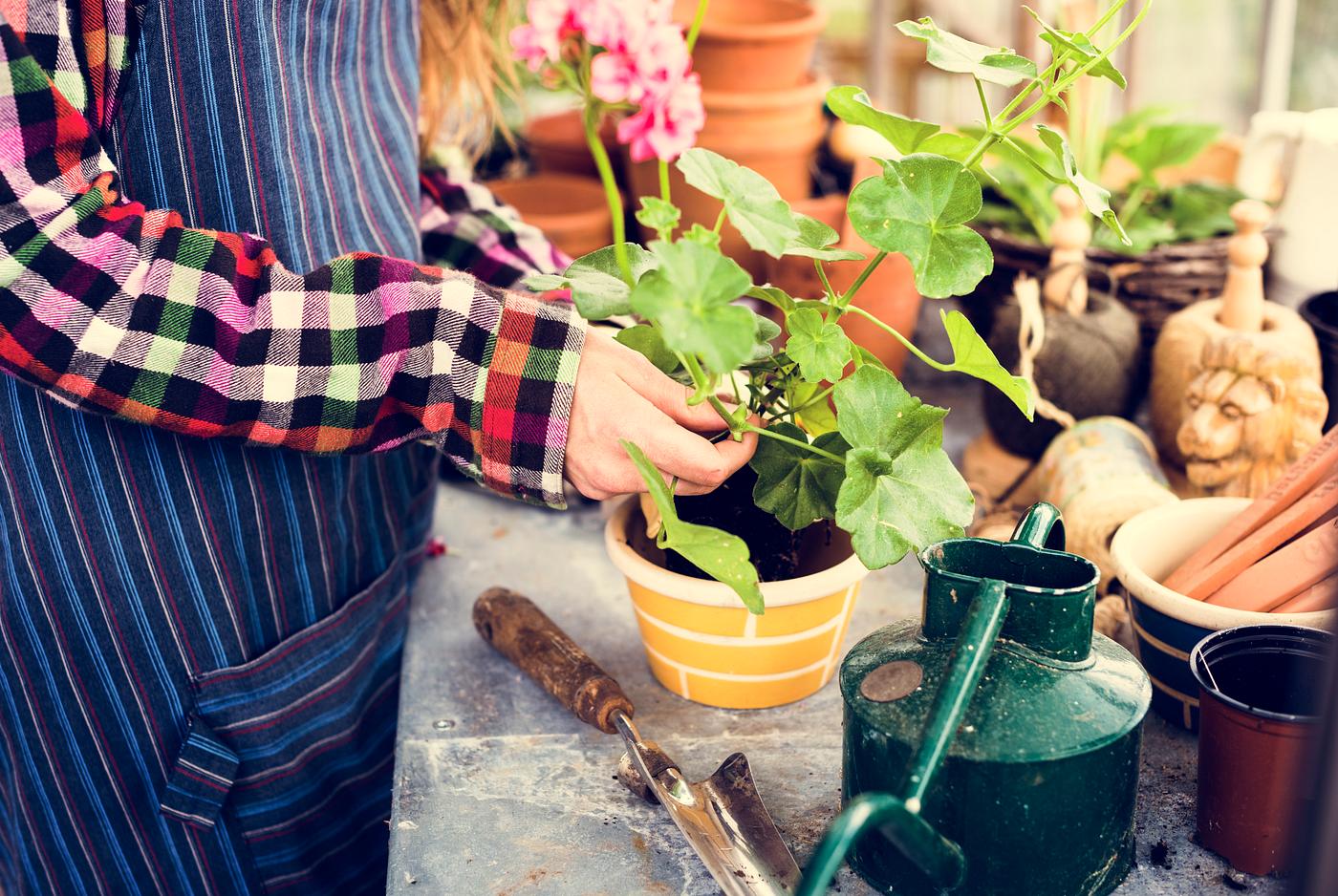 lawn, agriculture, arboretum, backyard, bloom, botanical, botany, cultivate, cultivated, cultivating, cultivation, ecology,... lawn, agriculture, arboretum, backyard, bloom, botanical, botany, cultivate, cultivated, cultivating, cultivation, ecology,...