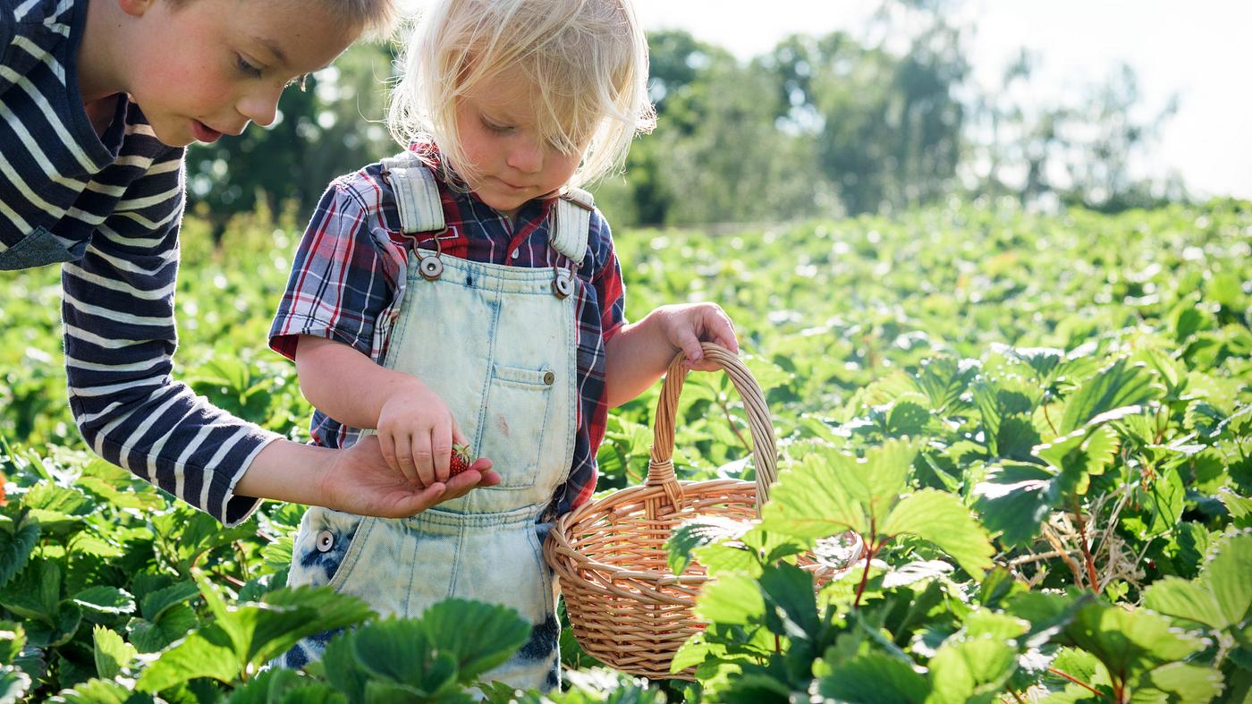 arboretum, backyard, bloom, blooming, botanical, botany, boy, child, country, countryside, cultivate, cultivating, field,... arboretum, backyard, bloom, blooming, botanical, botany, boy, child, country, countryside, cultivate, cultivating, field,...