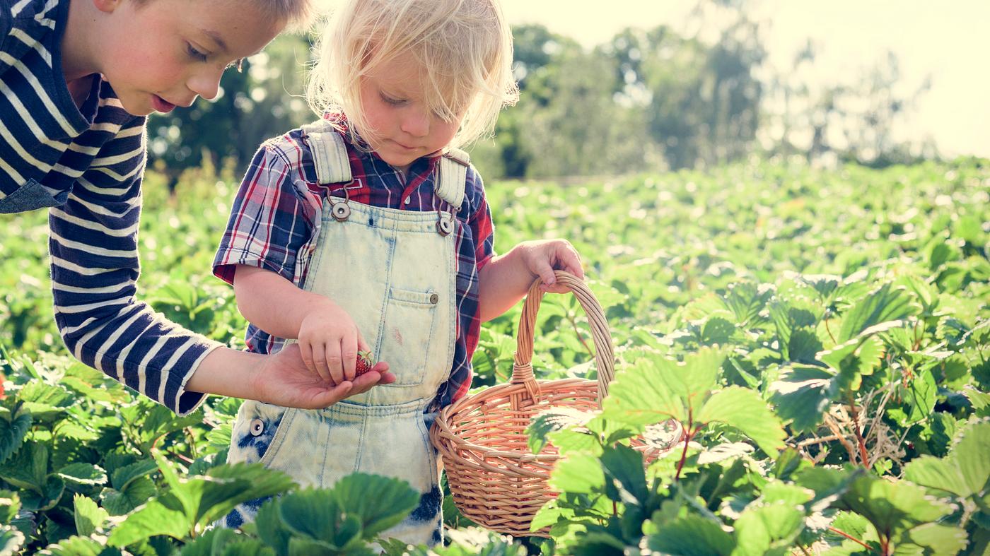arboretum, backyard, bloom, blooming, botanical, botany, boy, child, country, countryside, cultivate, cultivating, field,... arboretum, backyard, bloom, blooming, botanical, botany, boy, child, country, countryside, cultivate, cultivating, field,...