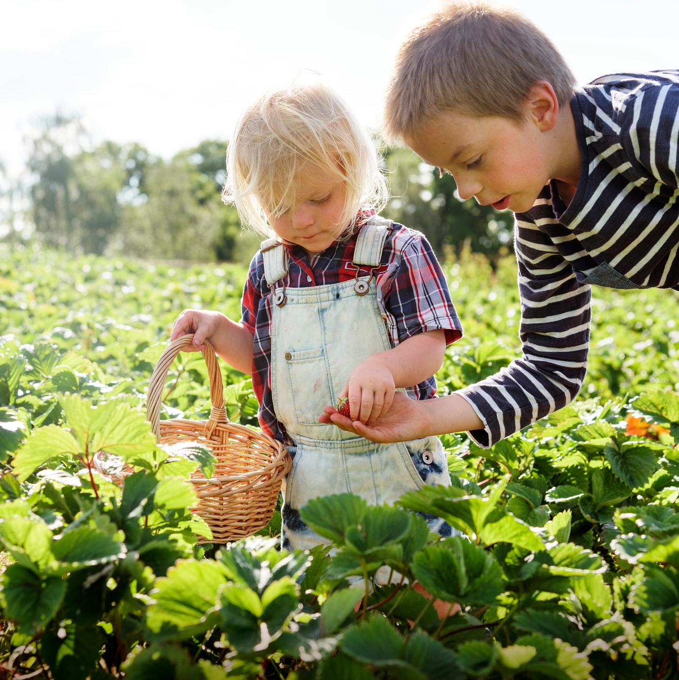 Kids in strawberry farm Kids in strawberry farm