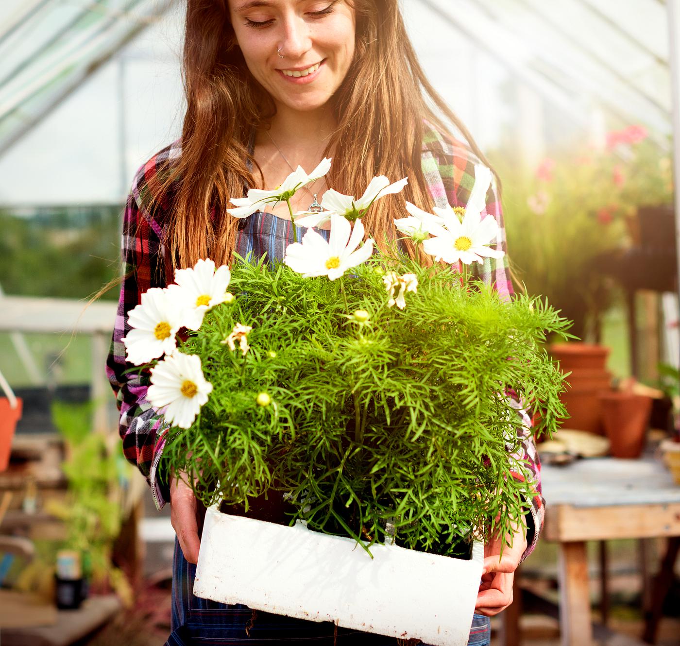 Young woman in the glass greenhouse - garden, agriculture, backyard, bloom, botanical, botany, building, cares, countryside... Young woman in the glass greenhouse - garden, agriculture, backyard, bloom, botanical, botany, building, cares, countryside...