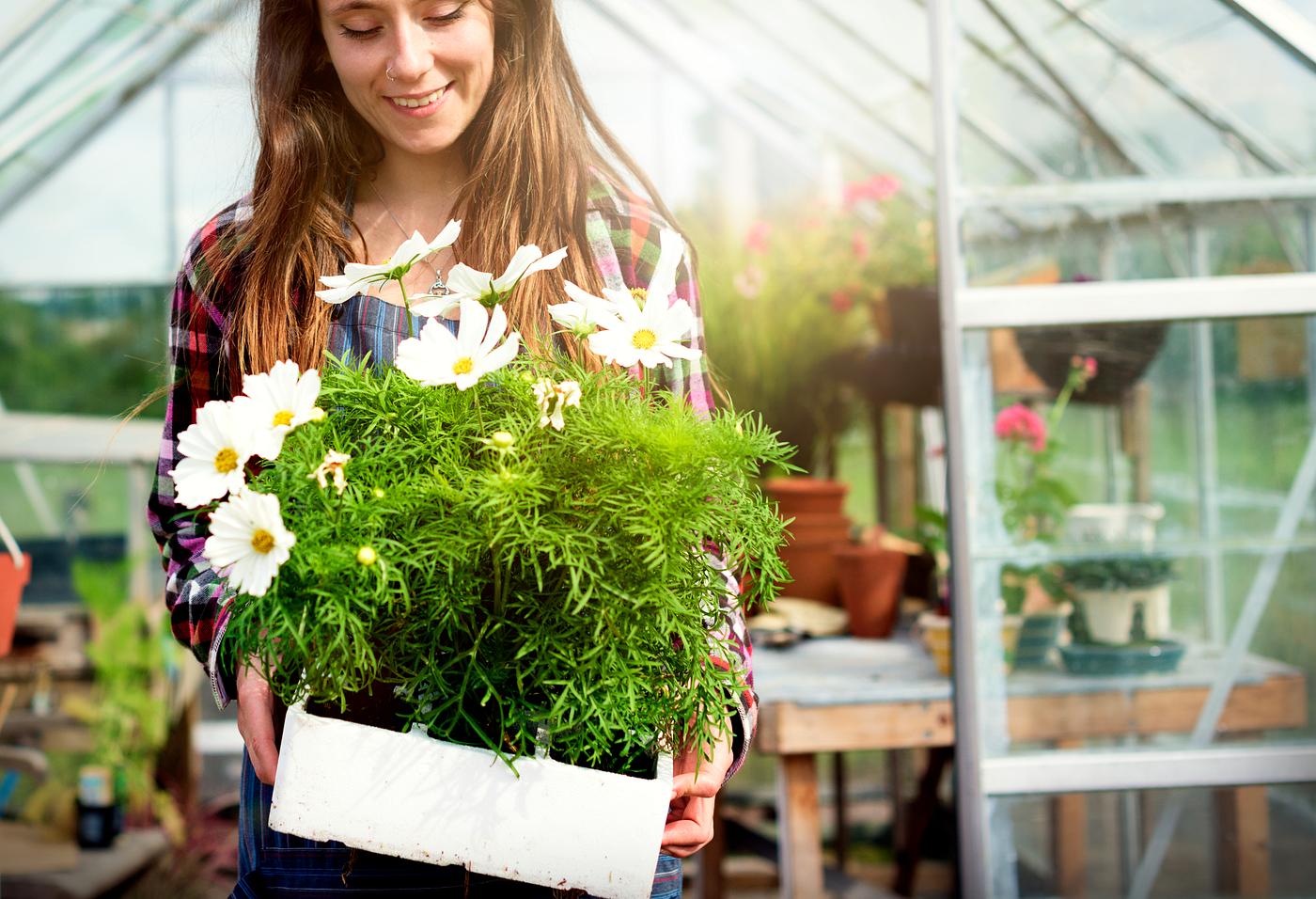 arboretum, backyard, bloom, blooming, botanical, botany, country, countryside, cultivate, cultivating, flora, flower, garden... arboretum, backyard, bloom, blooming, botanical, botany, country, countryside, cultivate, cultivating, flora, flower, garden...