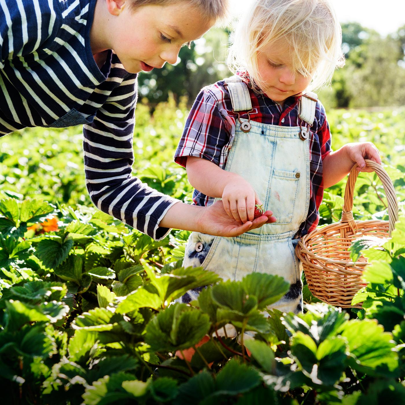 Kids picking strawberry in a farm Kids picking strawberry in a farm