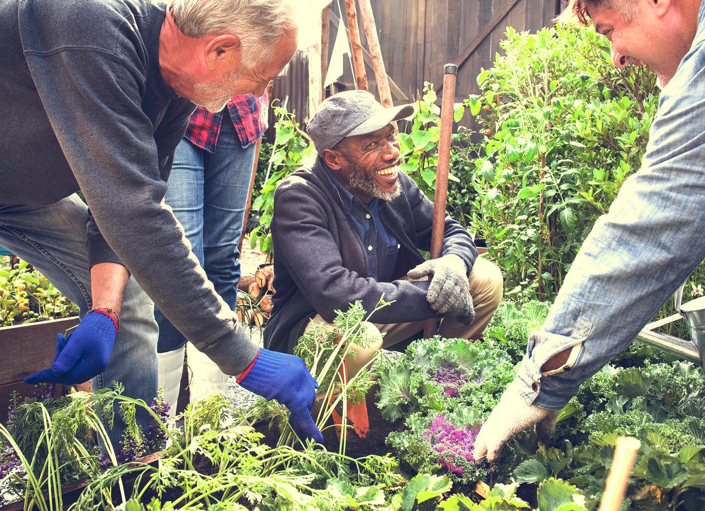 Group Of People Gardening Backyard Together Royalty Free Stock