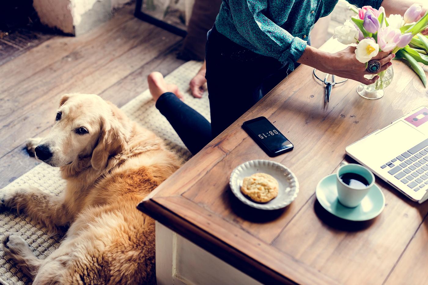 animal, dog, adorable, adore, adult, arrangement, arranging, attach, attached, beautiful, breed, canine, cheerful, chill,... animal, dog, adorable, adore, adult, arrangement, arranging, attach, attached, beautiful, breed, canine, cheerful, chill,...