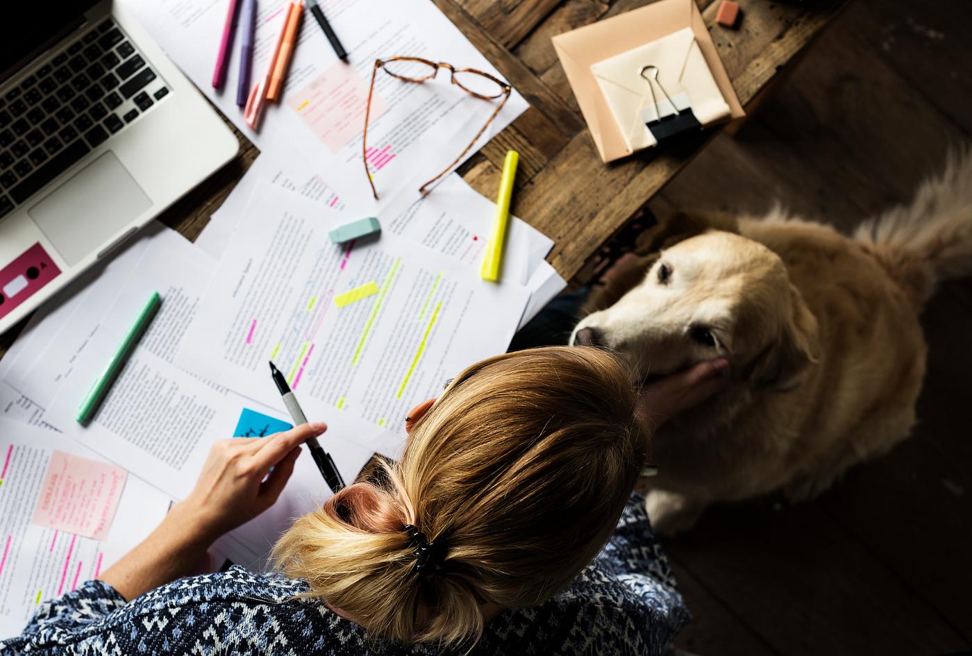 dog, action, adult, animal, assignment, attach, attached, class, college, education, exam, examination, golden, golden... dog, action, adult, animal, assignment, attach, attached, class, college, education, exam, examination, golden, golden...