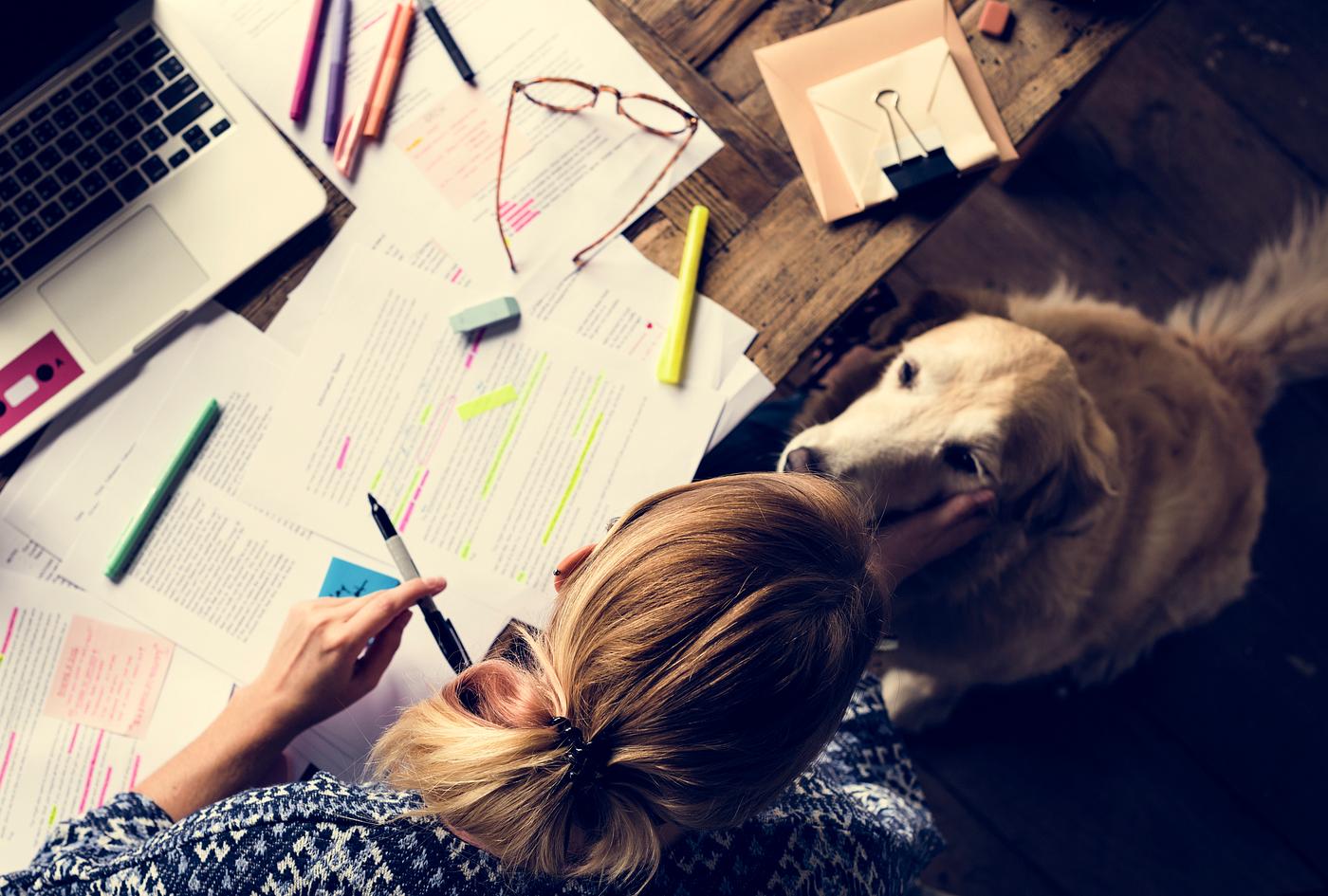 animal, action, adult, assignment, attach, attached, class, college, dog, education, exam, examination, golden, golden... animal, action, adult, assignment, attach, attached, class, college, dog, education, exam, examination, golden, golden...