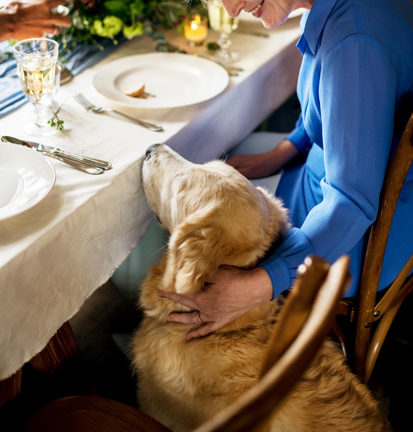 animal, begging, caucasian, celebrate, ceremony, closeup, dog, eat, floor, golden retriever, mature, party, person, pet,... animal, begging, caucasian, celebrate, ceremony, closeup, dog, eat, floor, golden retriever, mature, party, person, pet,...