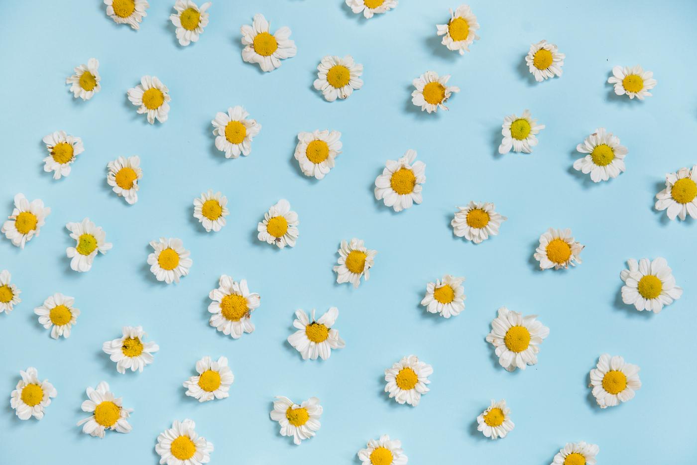 marguerite, arrangement, background, bloom, blossom, blue background, chamomile, closeup, collection, daisy, decoration,... marguerite, arrangement, background, bloom, blossom, blue background, chamomile, closeup, collection, daisy, decoration,...