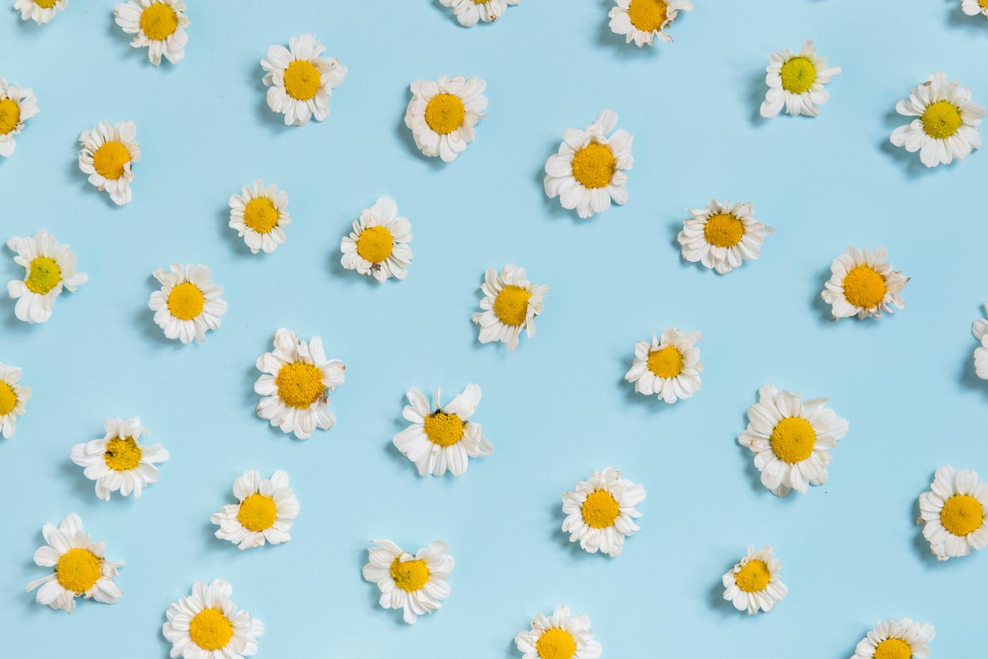 daisy, arrangement, background, bloom, blossom, blue background, chamomile, closeup, collection, decoration, flora, flowers... daisy, arrangement, background, bloom, blossom, blue background, chamomile, closeup, collection, decoration, flora, flowers...