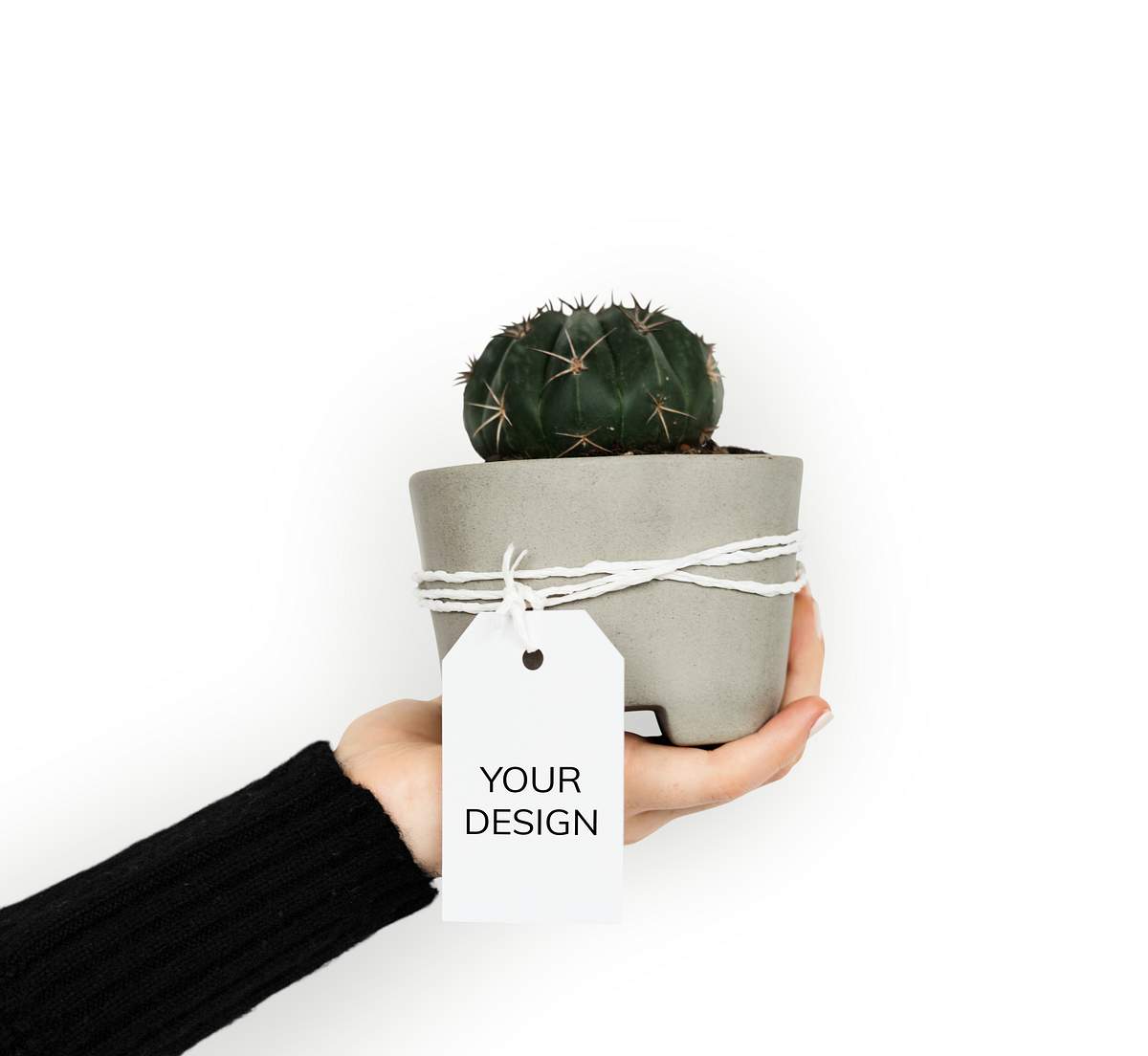Download Pot Of Cactus With A Tag Royalty Free Stock Psd Mockup High Resolution Design