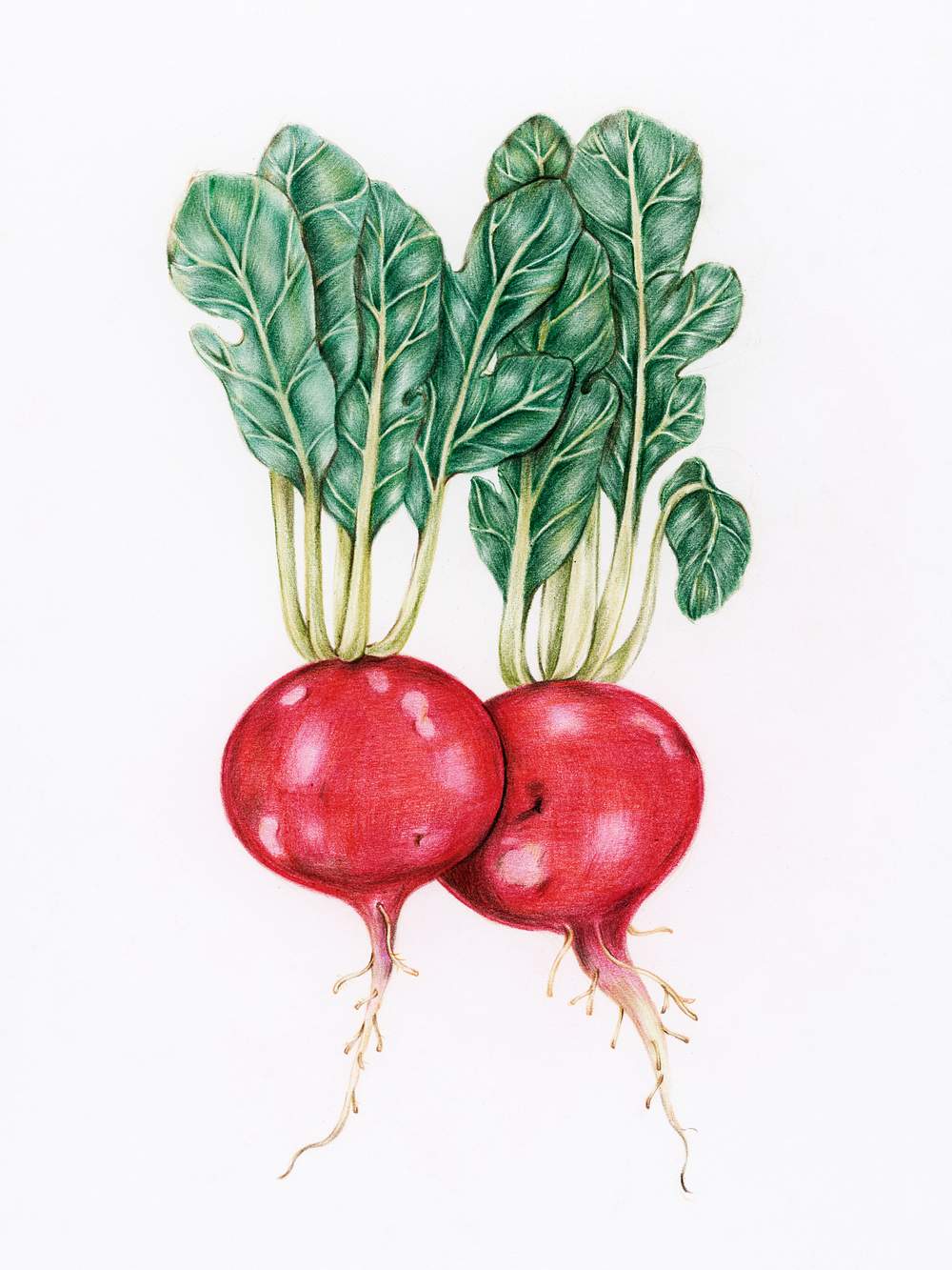 Hand drawn radish illustration Free Photo rawpixel