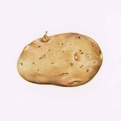Hand drawn potato illustration | Free Photo - rawpixel