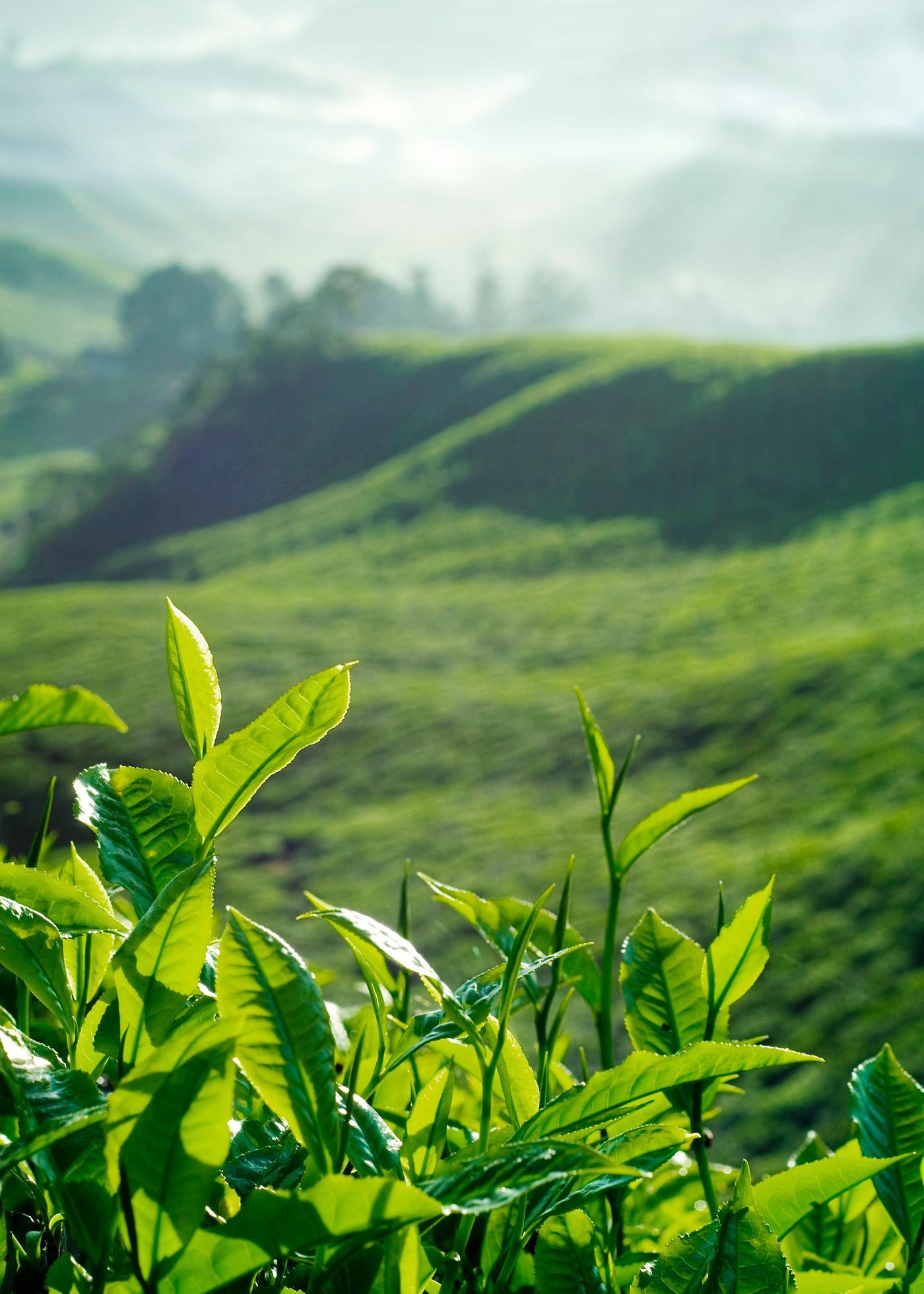 Fresh Tea Leaves Fresh tea leaves at a plantation in Malaysia | Royalty free stock photo