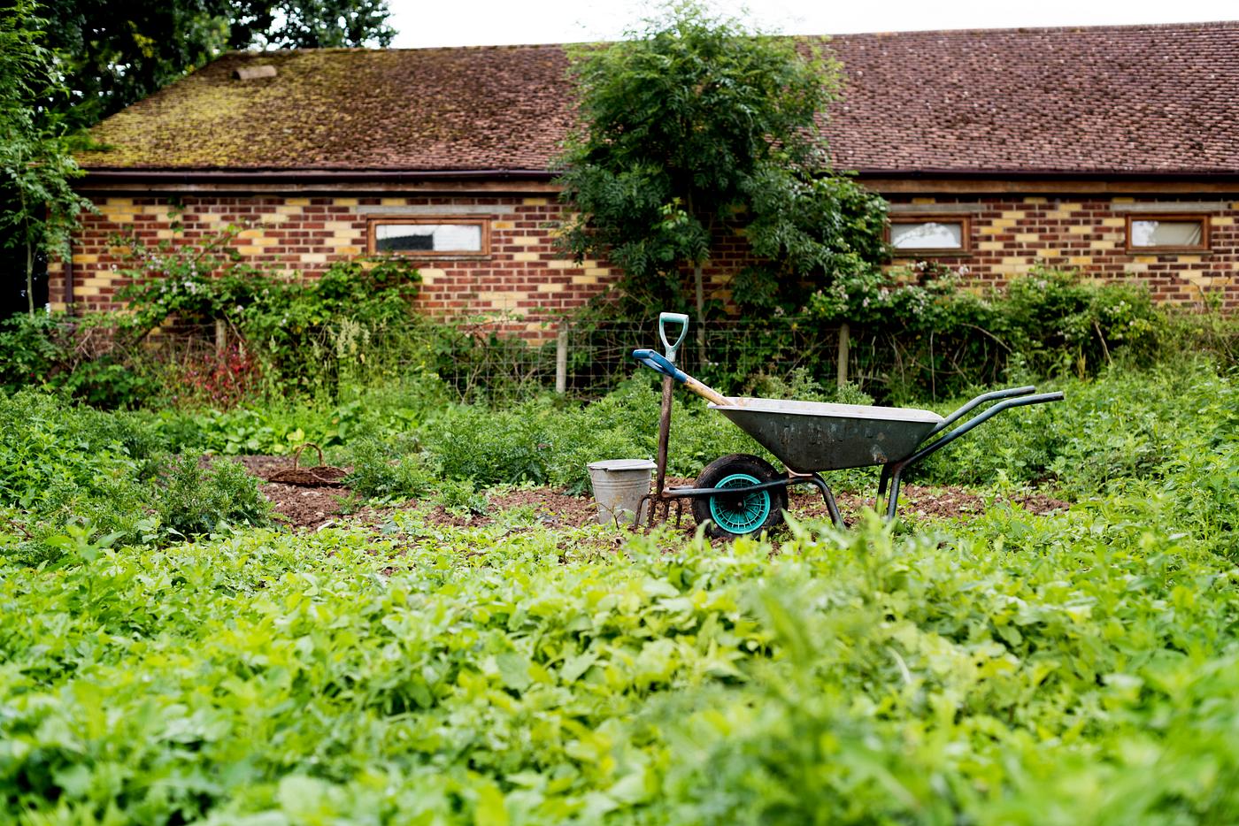 arboretum, backyard, bloom, blooming, botanical, botany, country, countryside, cultivate, cultivating, flora, garden,... arboretum, backyard, bloom, blooming, botanical, botany, country, countryside, cultivate, cultivating, flora, garden,...