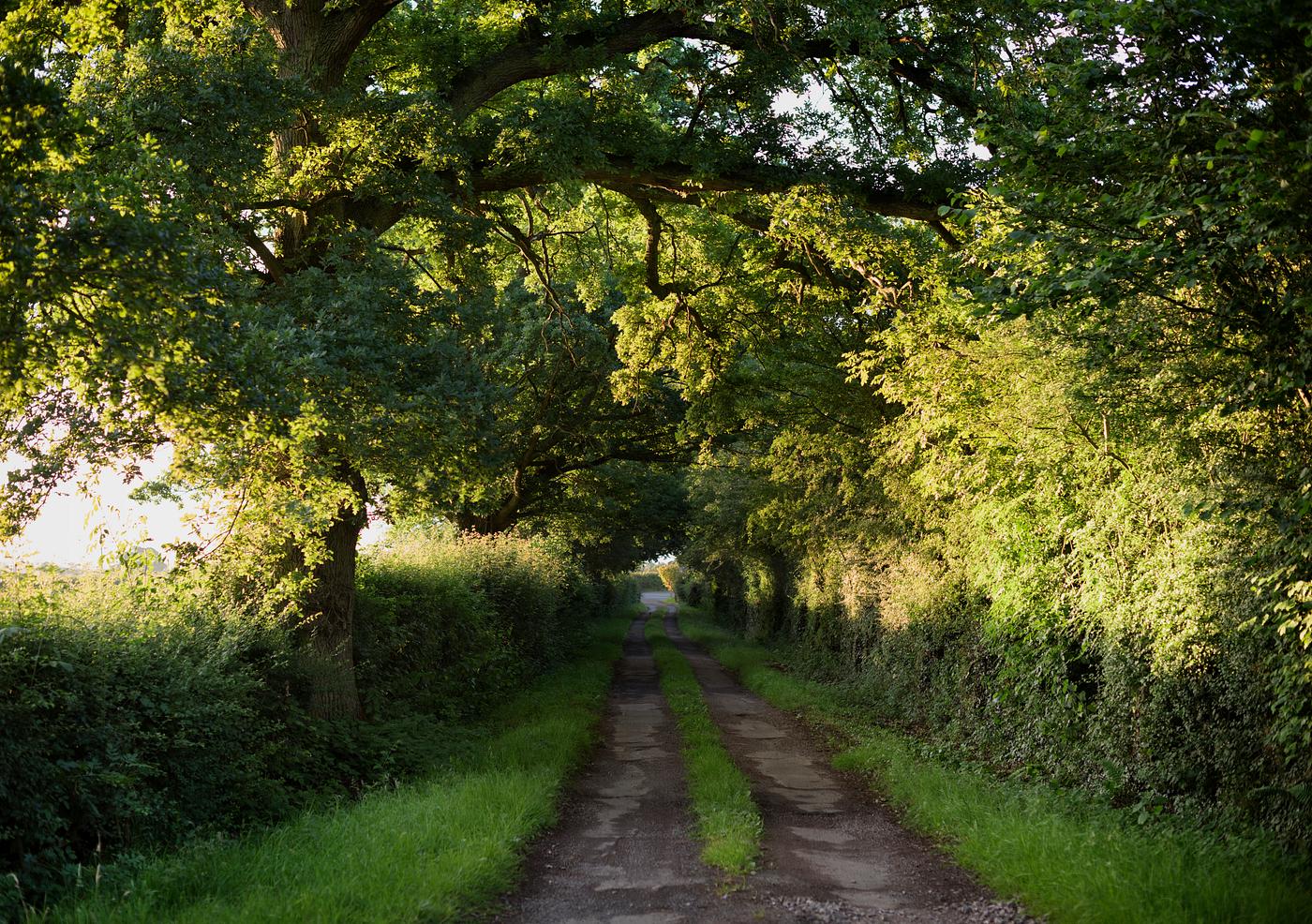 Nature pathway - summer, bush, country road, countryside, environment, footpath, freshness, green, landscape, lane, mystery... Nature pathway - summer, bush, country road, countryside, environment, footpath, freshness, green, landscape, lane, mystery...