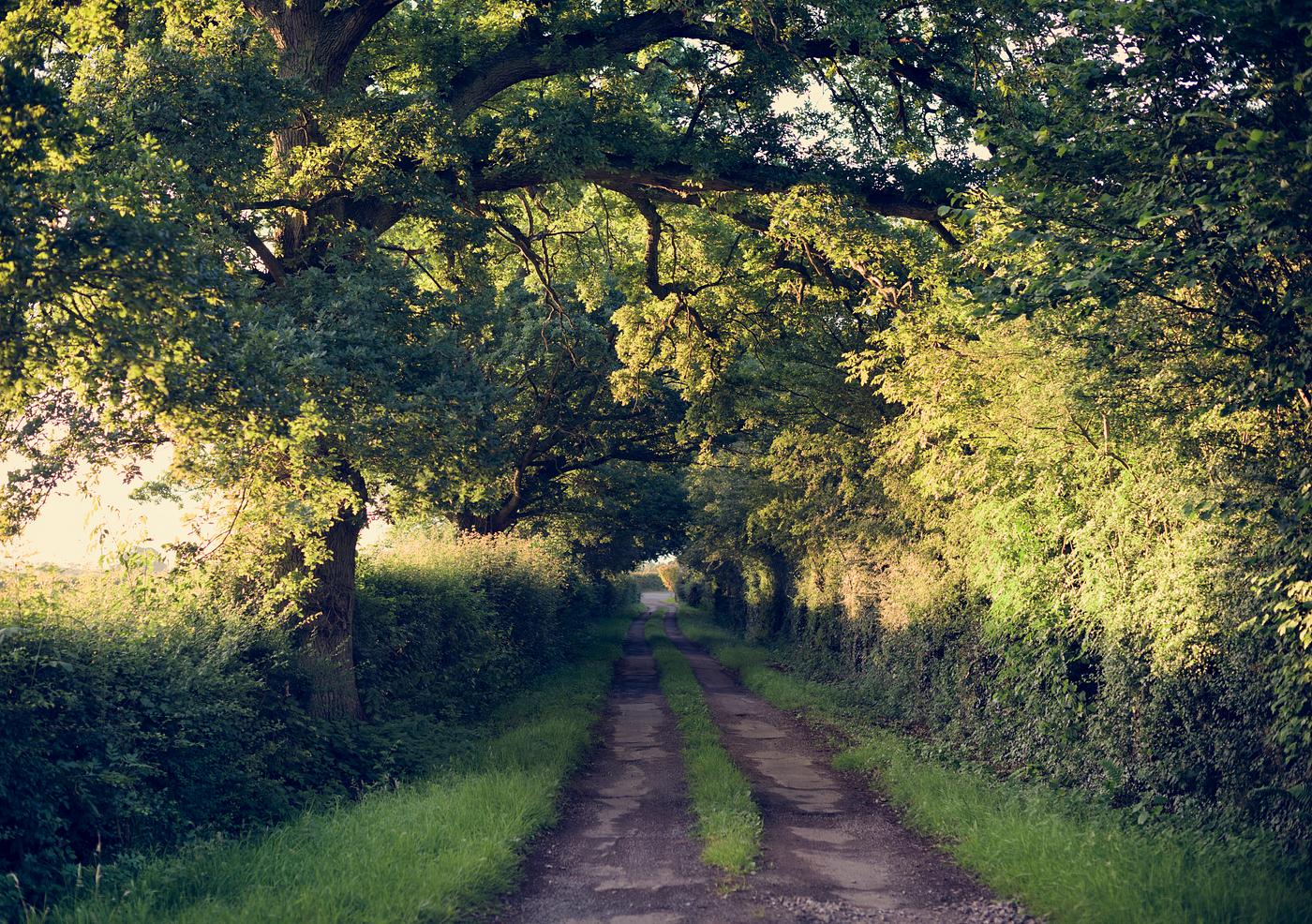 adventure, beauty in nature, beginnings, branch, bush, country road, countryside, environment, footpath, freshness, green,... adventure, beauty in nature, beginnings, branch, bush, country road, countryside, environment, footpath, freshness, green,...