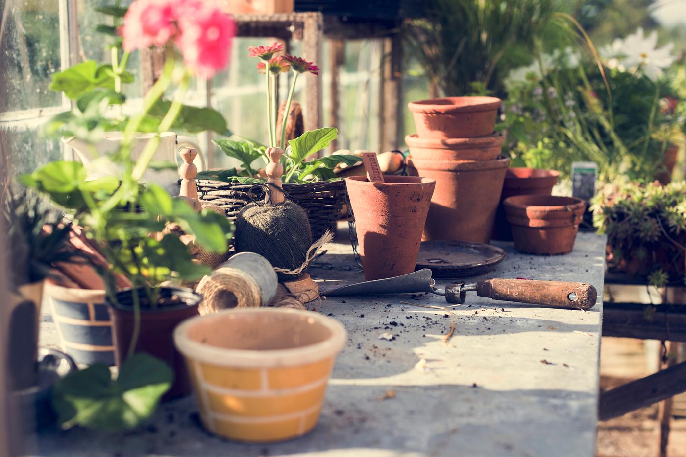 arboretum, backyard, bloom, blooming, botanical, botany, country, countryside, cultivate, cultivating, flora, garden,... arboretum, backyard, bloom, blooming, botanical, botany, country, countryside, cultivate, cultivating, flora, garden,...