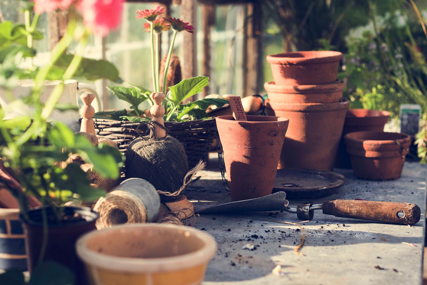 arboretum, backyard, bloom, blooming, botanical, botany, country, countryside, cultivate, cultivating, flora, garden,... arboretum, backyard, bloom, blooming, botanical, botany, country, countryside, cultivate, cultivating, flora, garden,...
