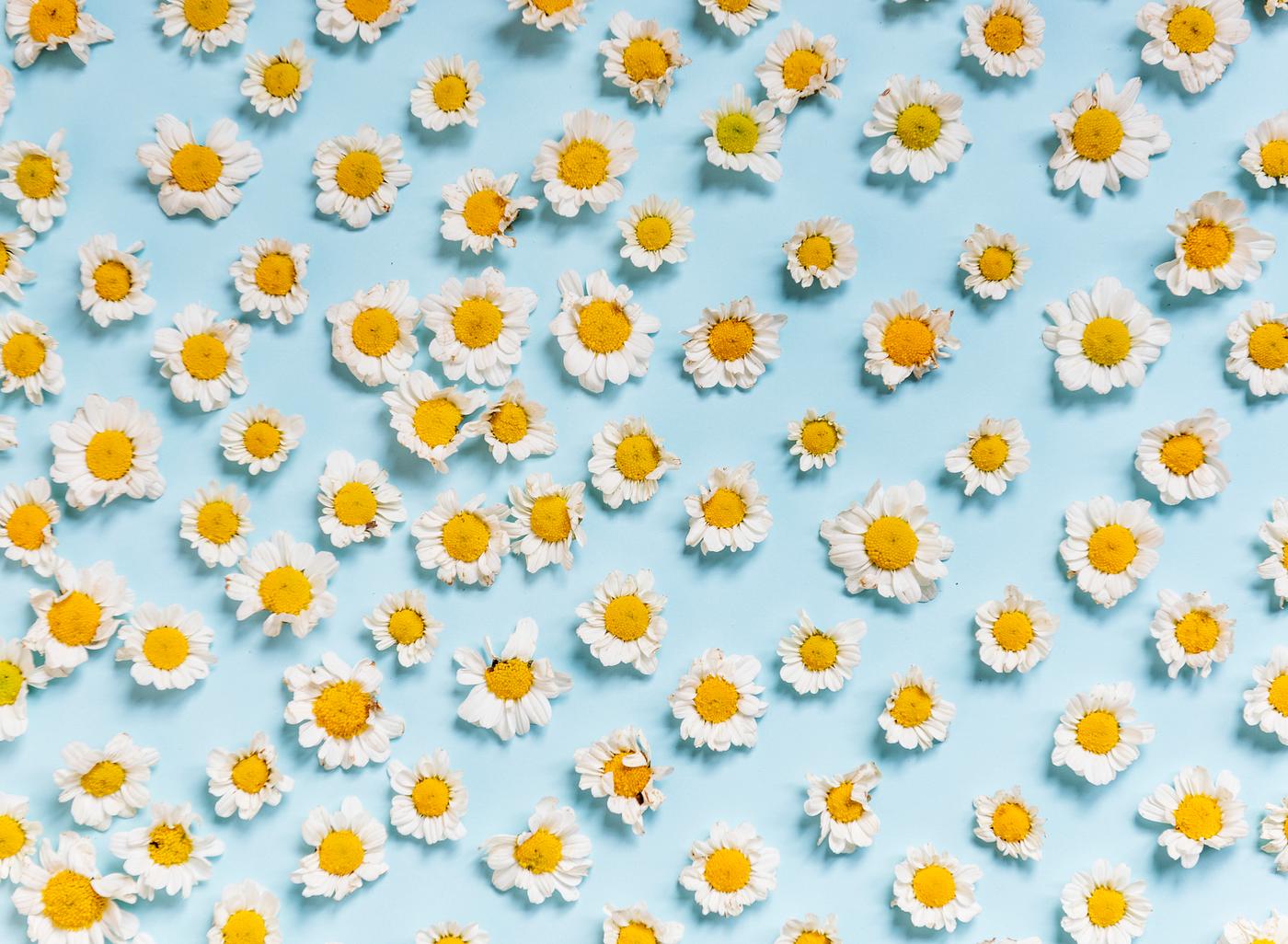 daisy, arrangement, background, bloom, blossom, blue background, chamomile, closeup, collection, decoration, flora, flowers... daisy, arrangement, background, bloom, blossom, blue background, chamomile, closeup, collection, decoration, flora, flowers...