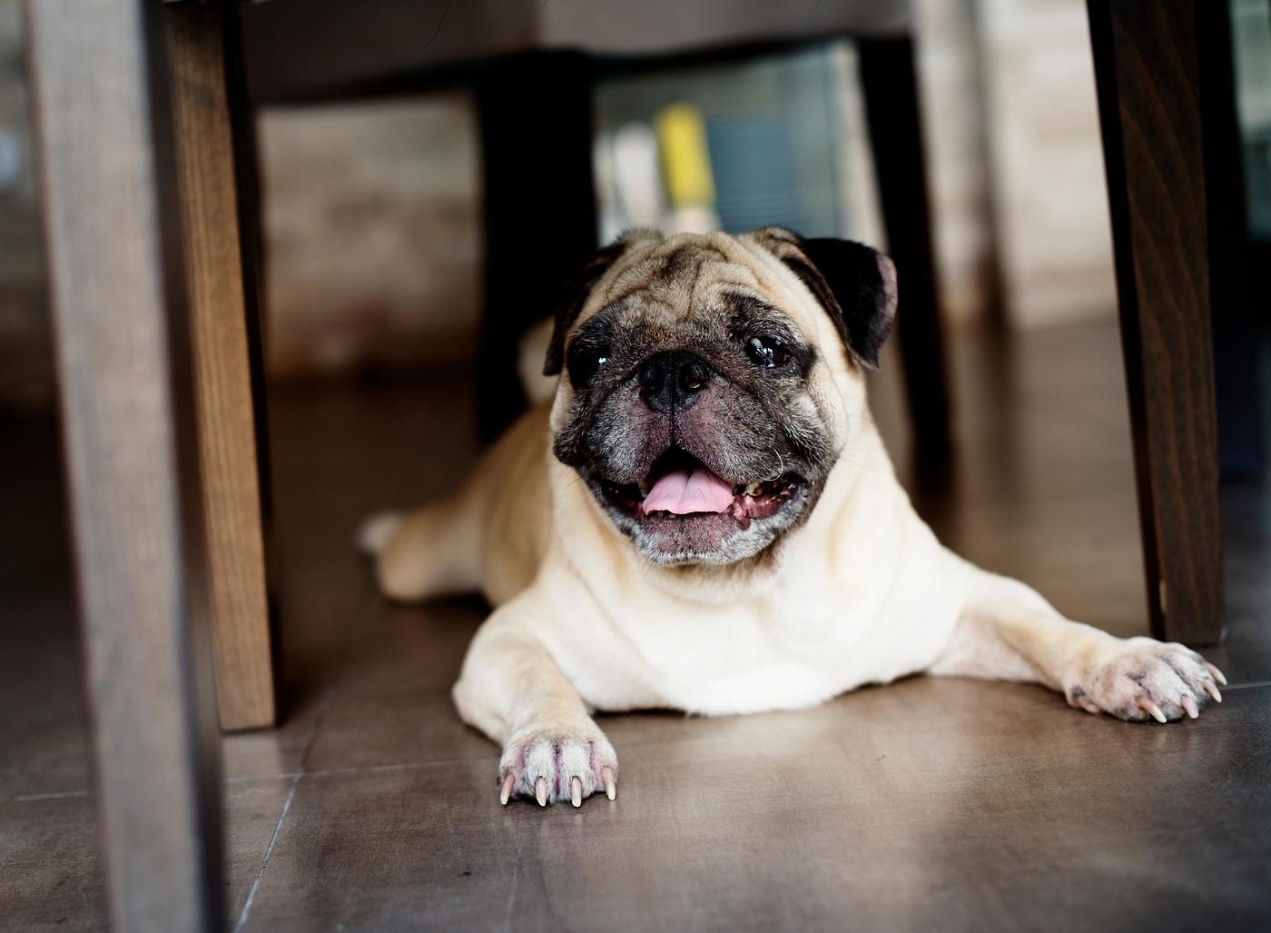 Pug dog lying on the house floor Pug dog lying on the house floor