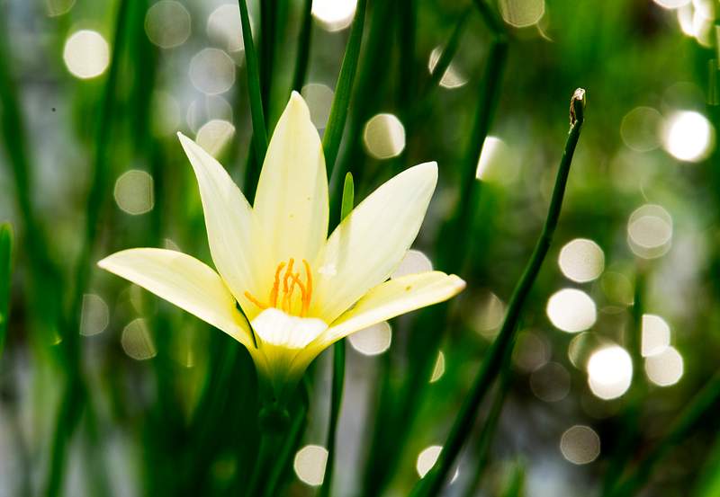 Flowers Images Royalty Free Stock Photos | rawpixel