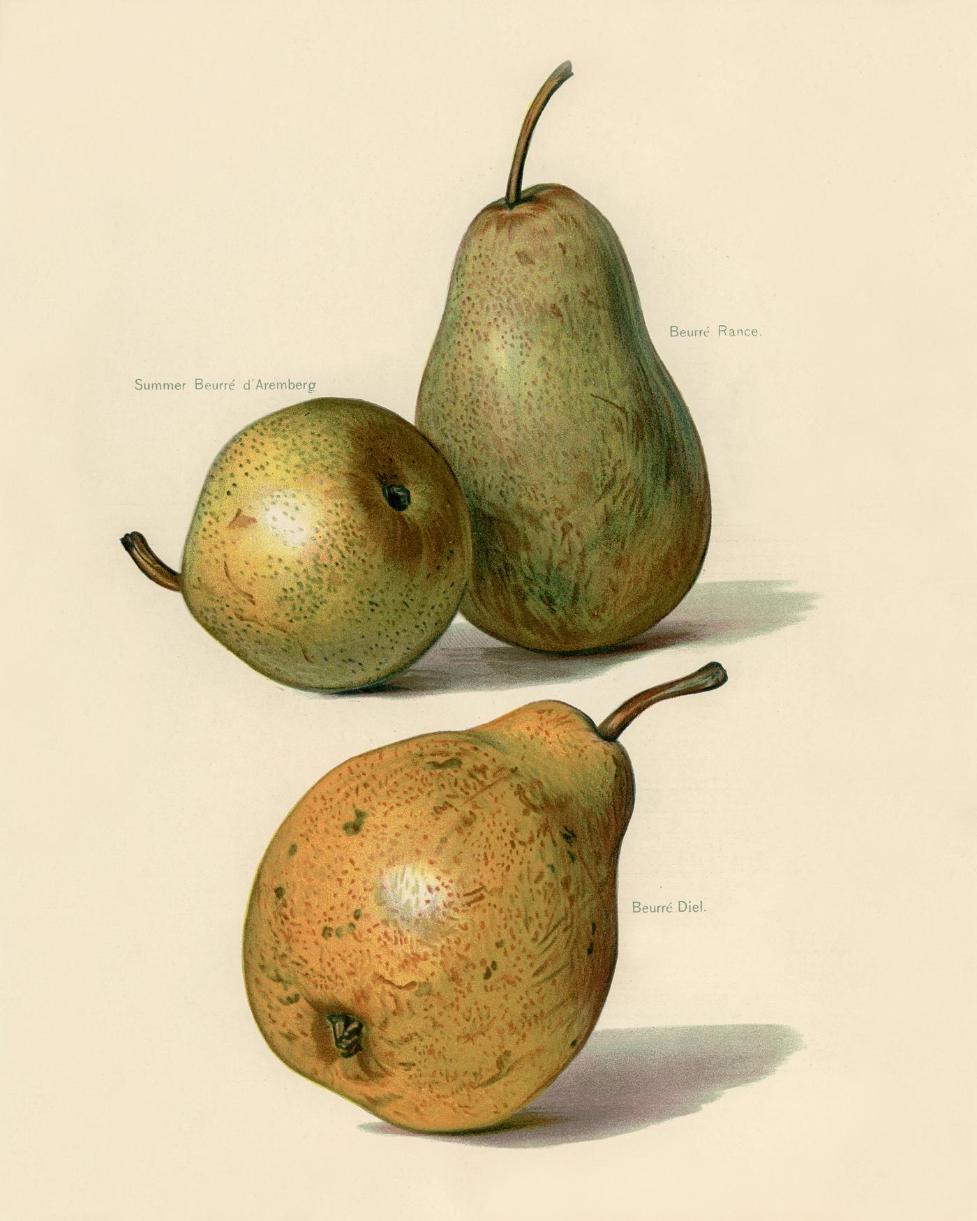 The fruit grower's guide : Vintage illustration of beurre dance, beurre diel, summer beurre d' aremberg pears The fruit grower's guide : Vintage illustration of beurre dance, beurre diel, summer beurre d' aremberg pears