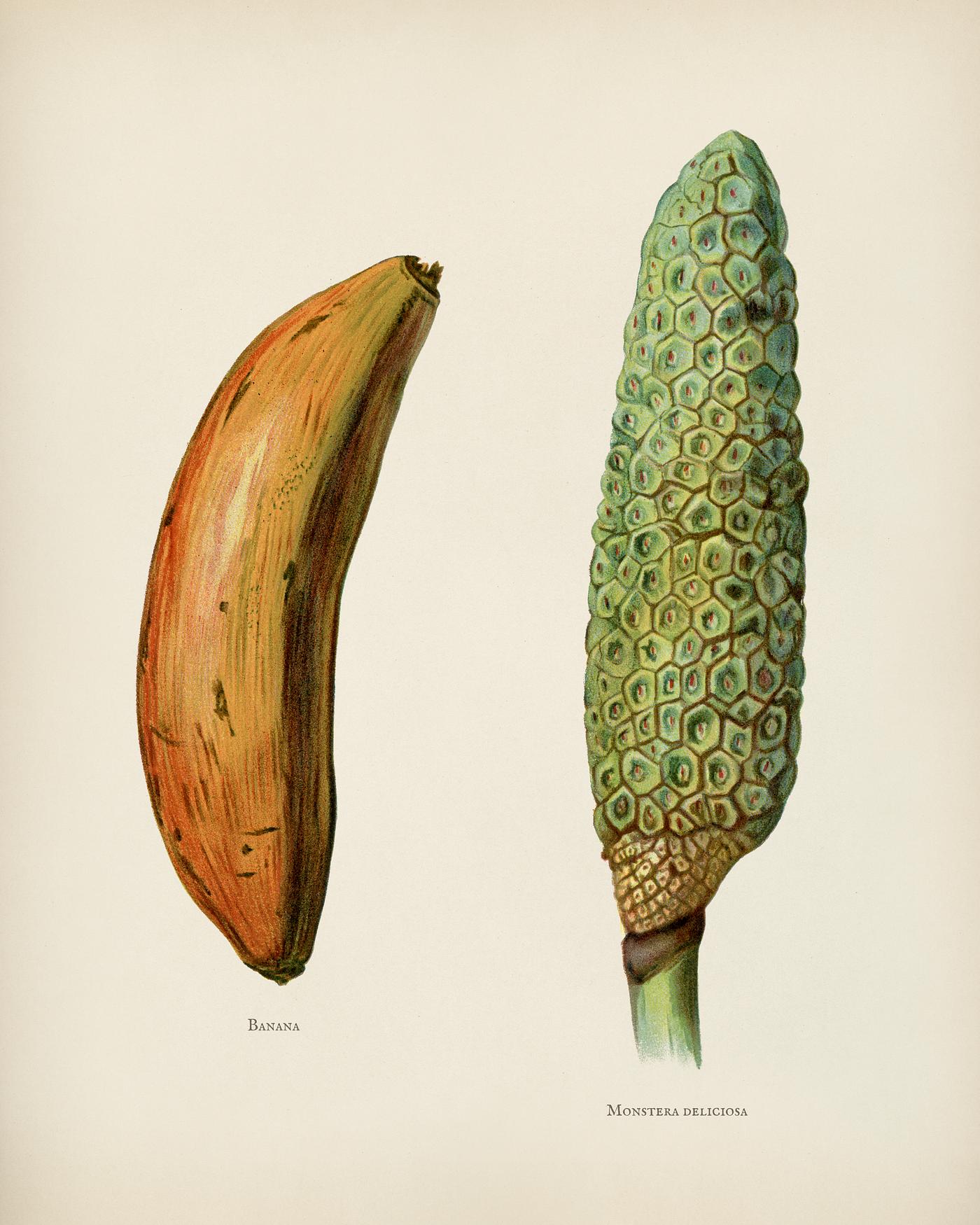 The fruit grower's guide : Vintage illustration of banana, monstera deliciosa The fruit grower's guide : Vintage illustration of banana, monstera deliciosa