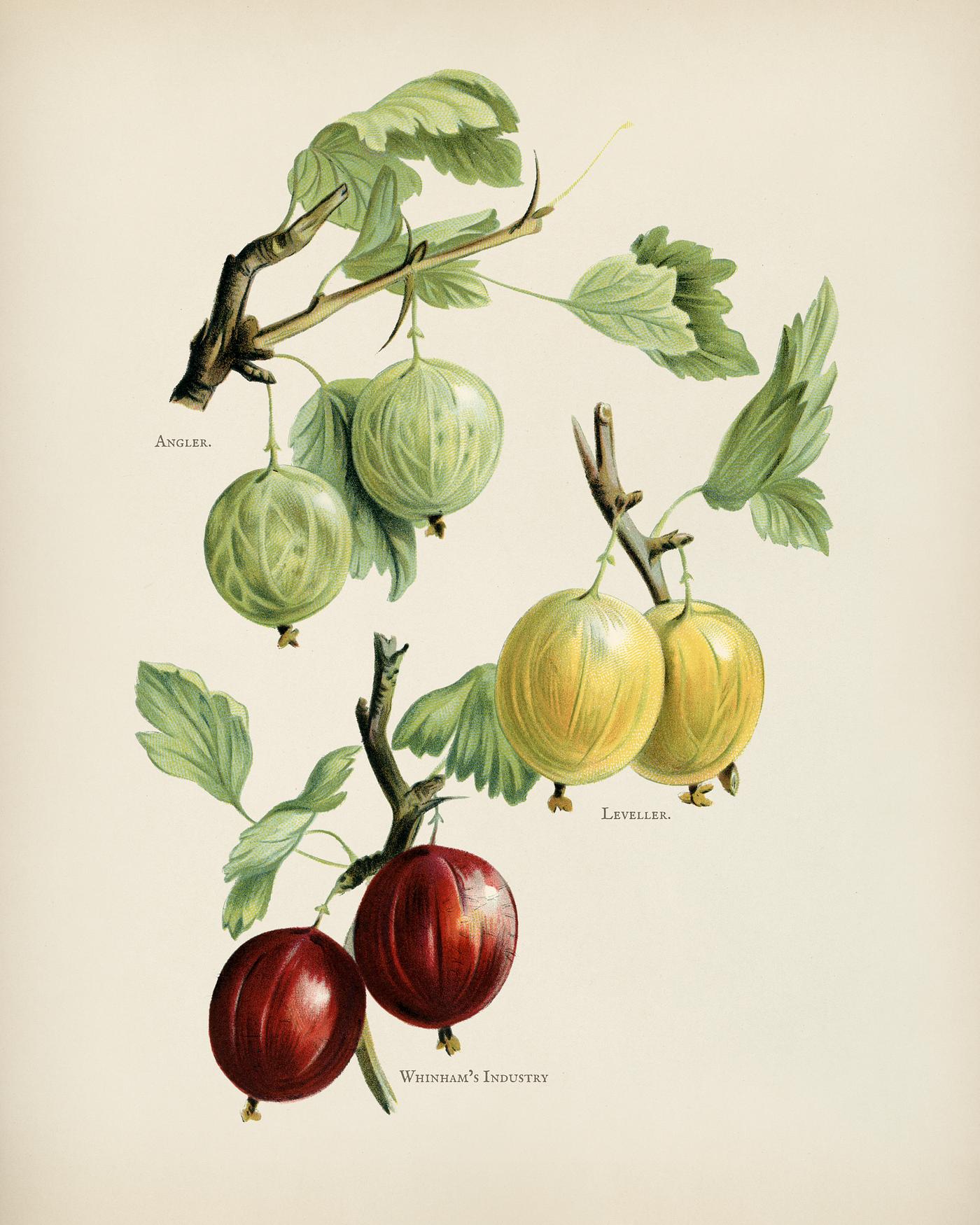 The fruit grower's guide : Vintage illustration of gooseberries The fruit grower's guide : Vintage illustration of gooseberries