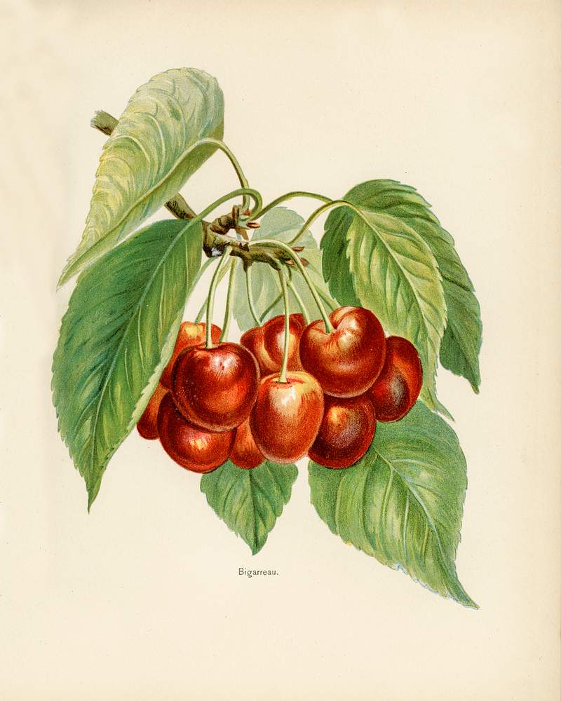 Vintage illustration of bigarreau cherries digitally enhanced from our own vintage edition of The Fruit Grower's Guide (1891) by John Wright. Vintage illustration of bigarreau cherries digitally enhanced from our own vintage edition of The Fruit Grower's Guide (1891)…