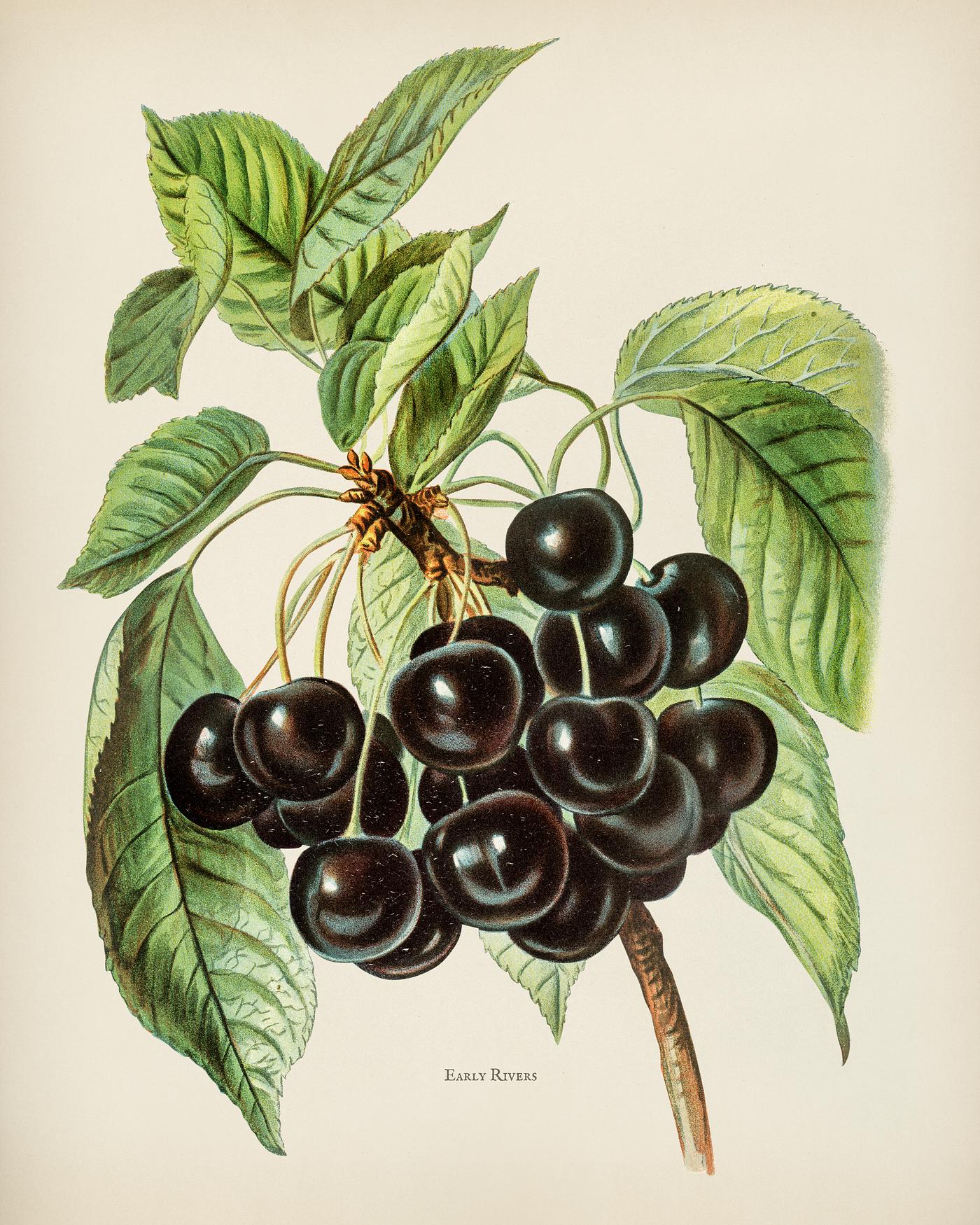 The fruit grower's guide : Vintage illustration of early rivers cherries The fruit grower's guide : Vintage illustration of early rivers cherries