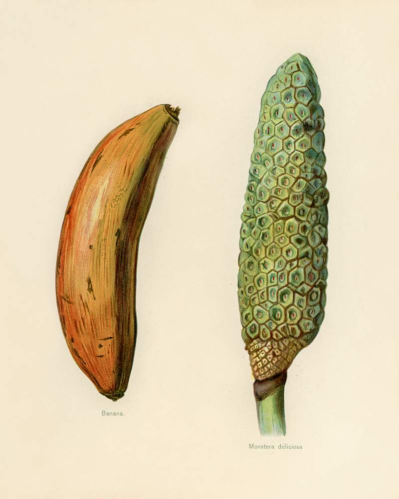 Vintage illustration of banana, monstera deliciosa digitally enhanced from our own vintage edition of The Fruit Grower's Guide (1891) by John Wright. Vintage illustration of banana, monstera deliciosa digitally enhanced from our own vintage edition of The Fruit Grower's…