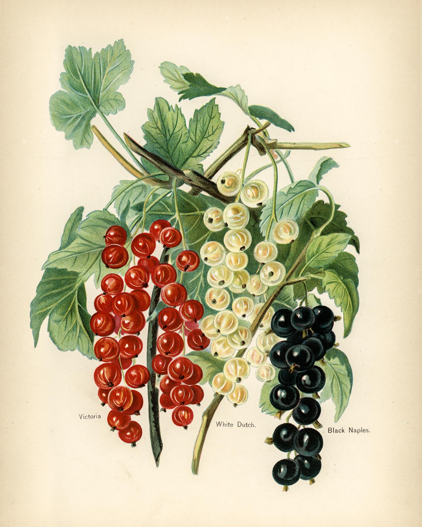 The fruit grower's guide : Vintage illustration of black naples, victoria, white dutch The fruit grower's guide : Vintage illustration of black naples, victoria, white dutch