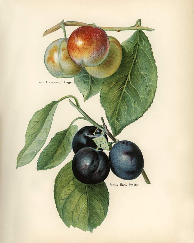Vintage illustration of early transparent gage, river's early prolific plum digitally enhanced from our own vintage edition of The Fruit Grower's Guide (1891) by John Wright. Vintage illustration of early transparent gage, river's early prolific plum digitally enhanced from our own vintage edition…