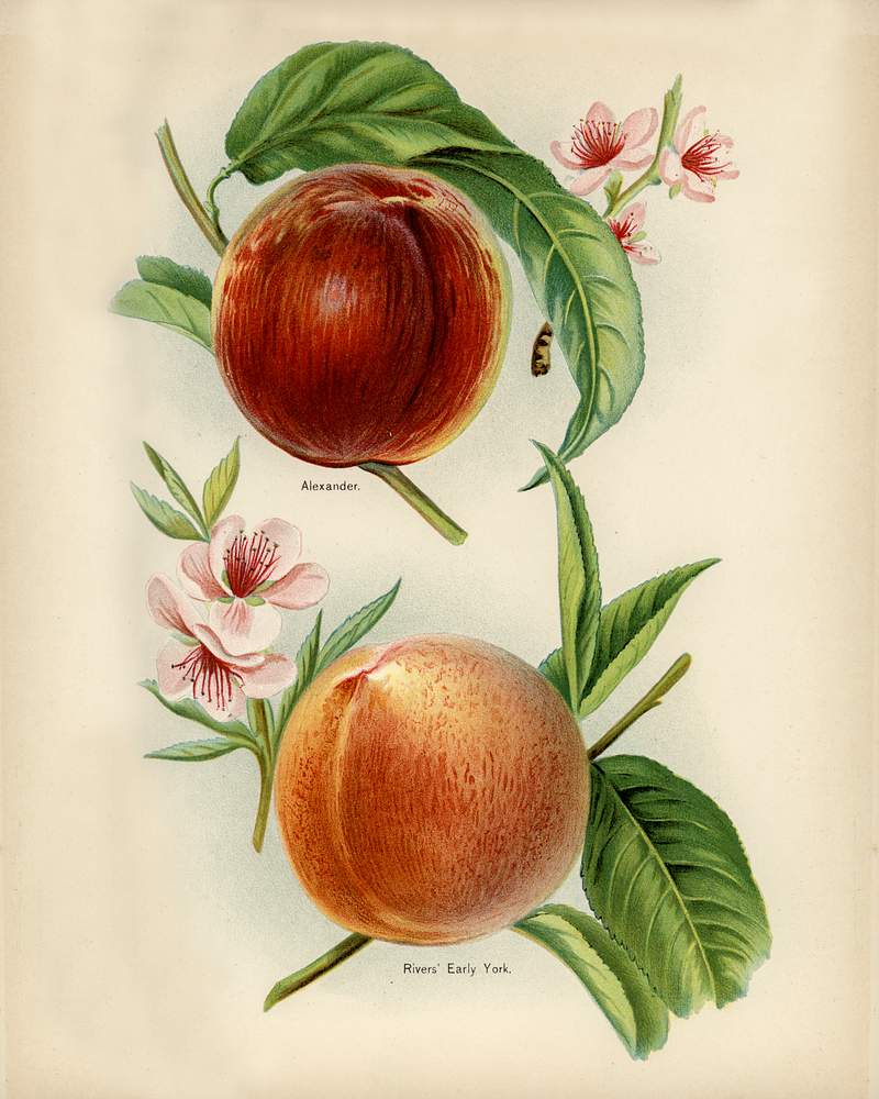 Vintage illustration of alexander, rivers' early york nectarines digitally enhanced from our own vintage edition of The Fruit Grower's Guide (1891) by John Wright. Vintage illustration of alexander, rivers' early york nectarines digitally enhanced from our own vintage edition of The Fruit…